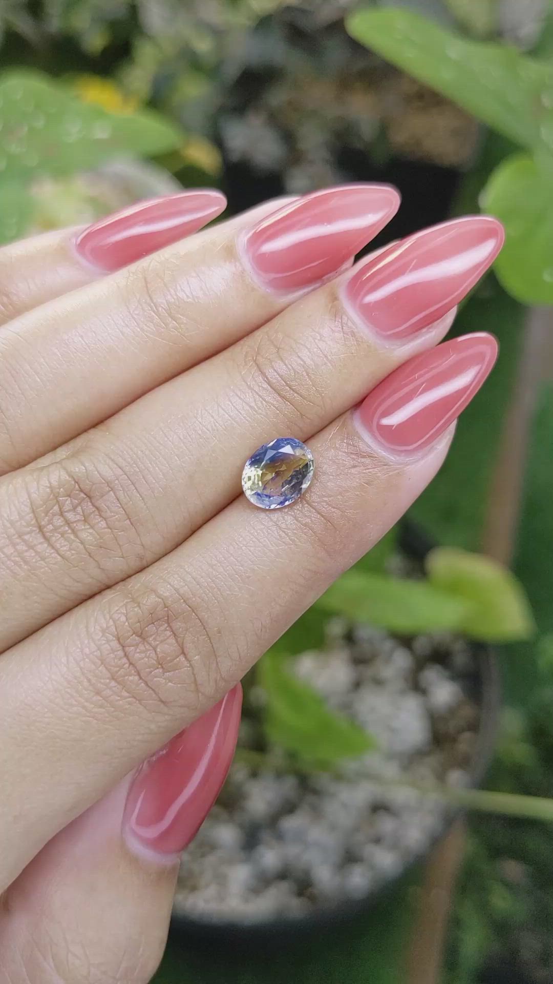 1.84 Ct. Bi Color Sapphire from Ceylon (Sri Lanka) Size Video