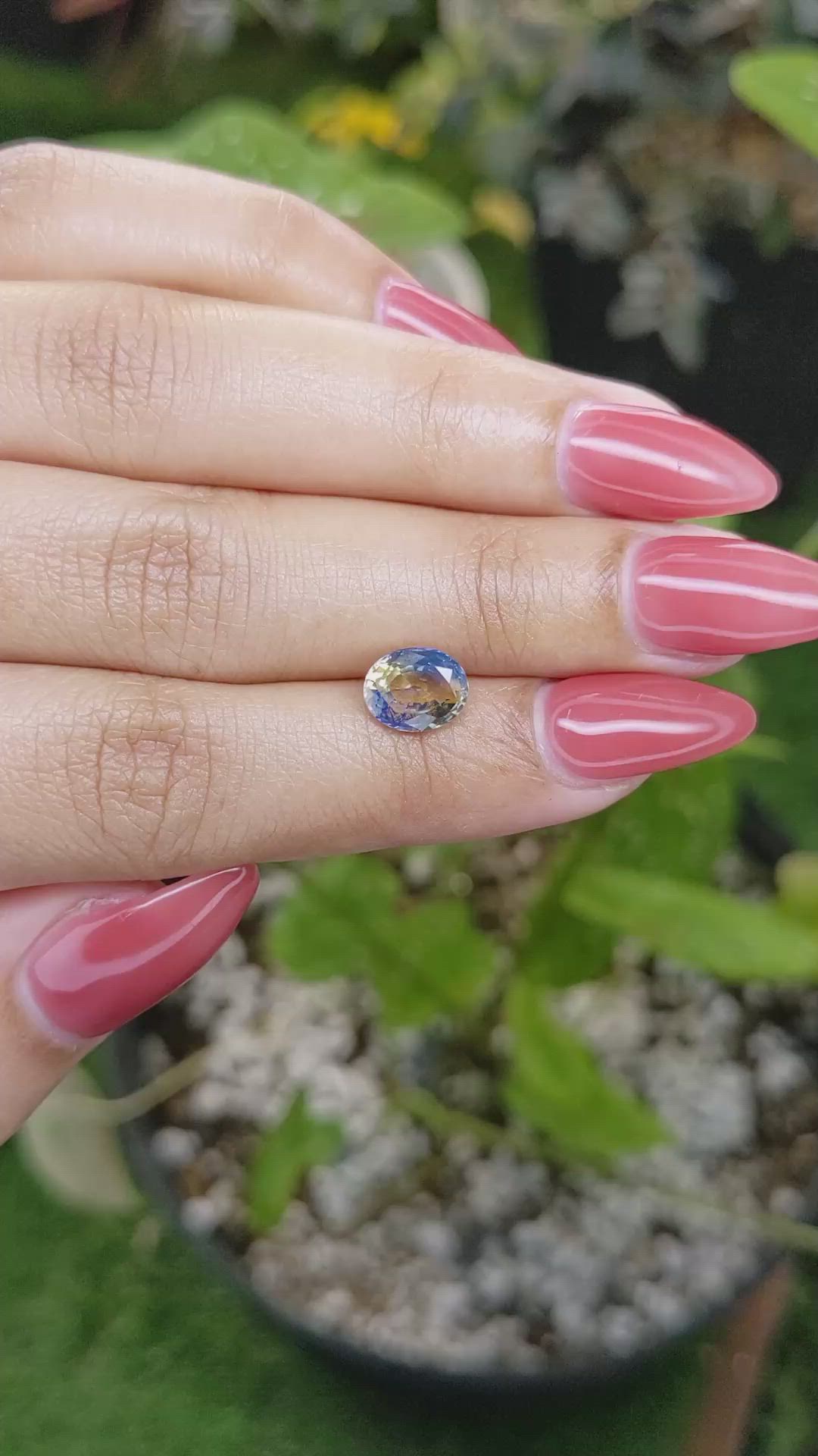 1.84 Ct. Bi Color Sapphire from Ceylon (Sri Lanka) Size Video