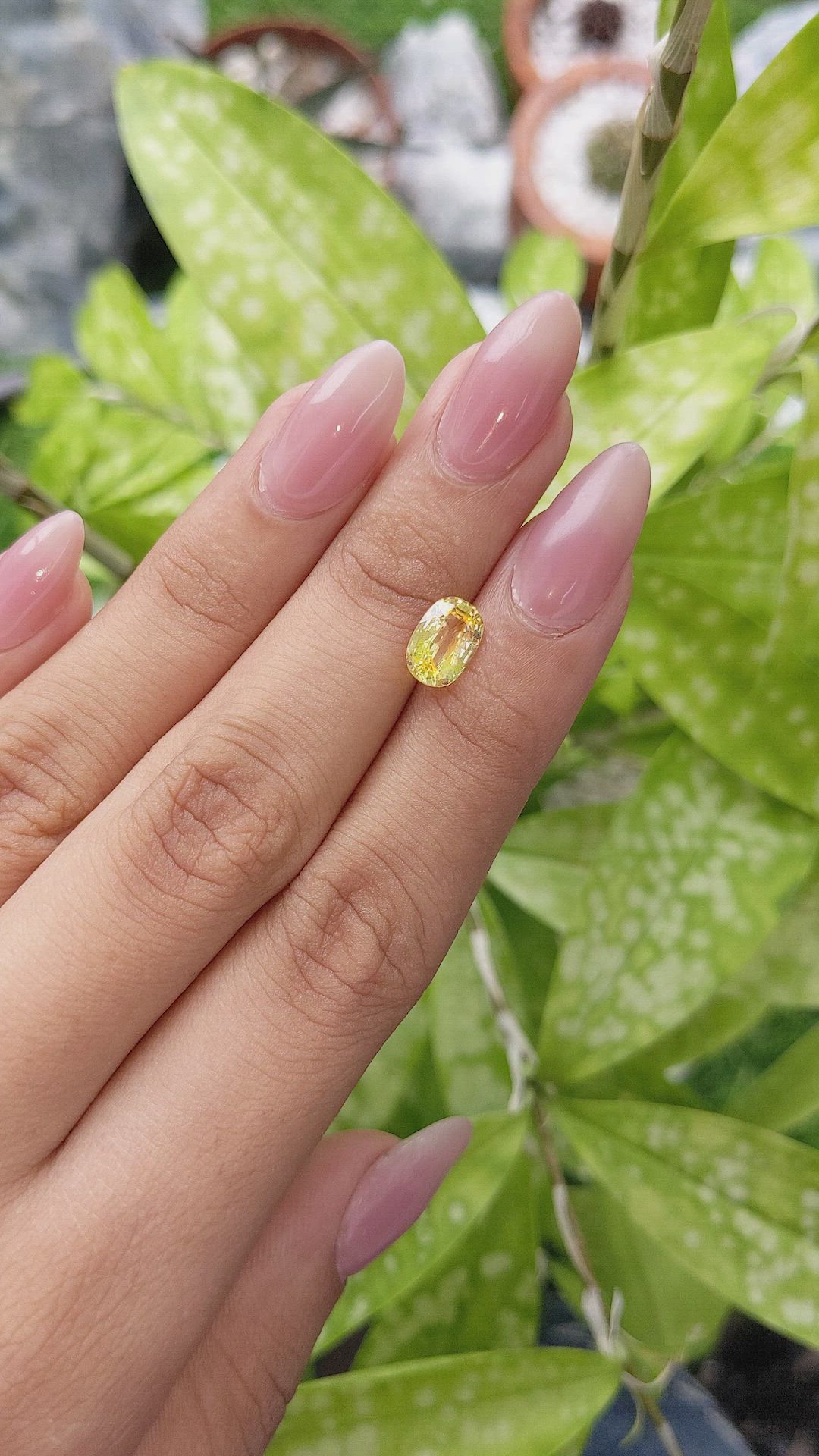 1.79 Ct. Yellow Sapphire from Ceylon (Sri Lanka) Size Video