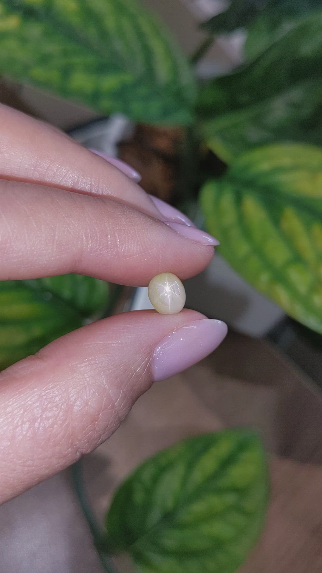 2.77 Ct. Yellow Star Sapphire from Burma (Myanmar) Size Video