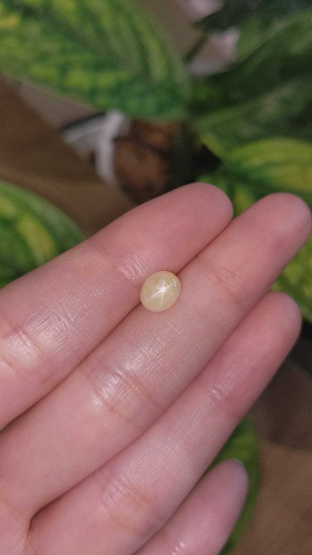 2.77 Ct. Yellow Star Sapphire from Burma (Myanmar) Size Video