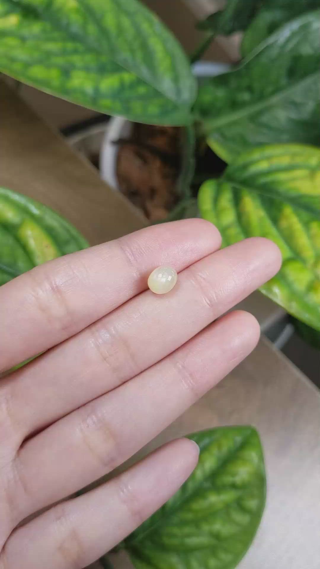 2.77 Ct. Yellow Star Sapphire from Burma (Myanmar) Size Video