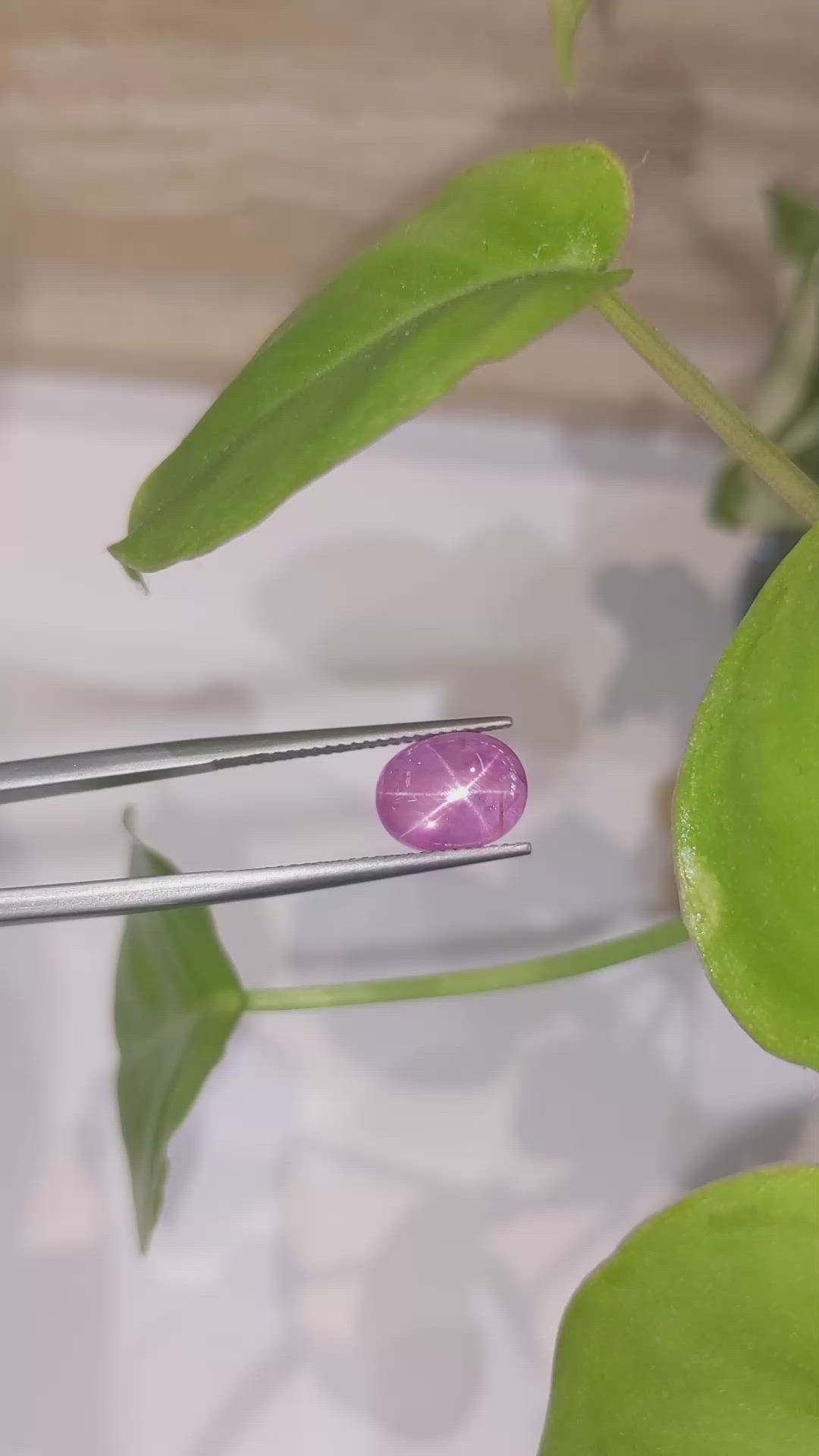 4.75 Ct. Pink Star Sapphire from Ceylon (Sri Lanka) Size Video
