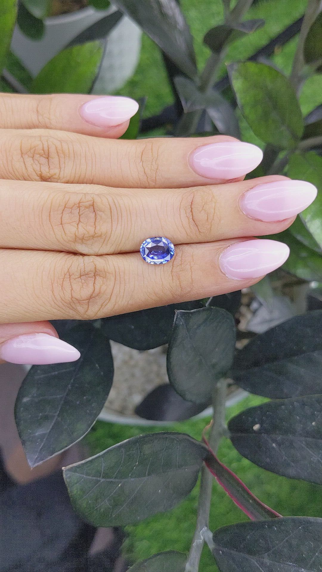 1.84 Ct. Bi Color Sapphire from Ceylon (Sri Lanka) Size Video