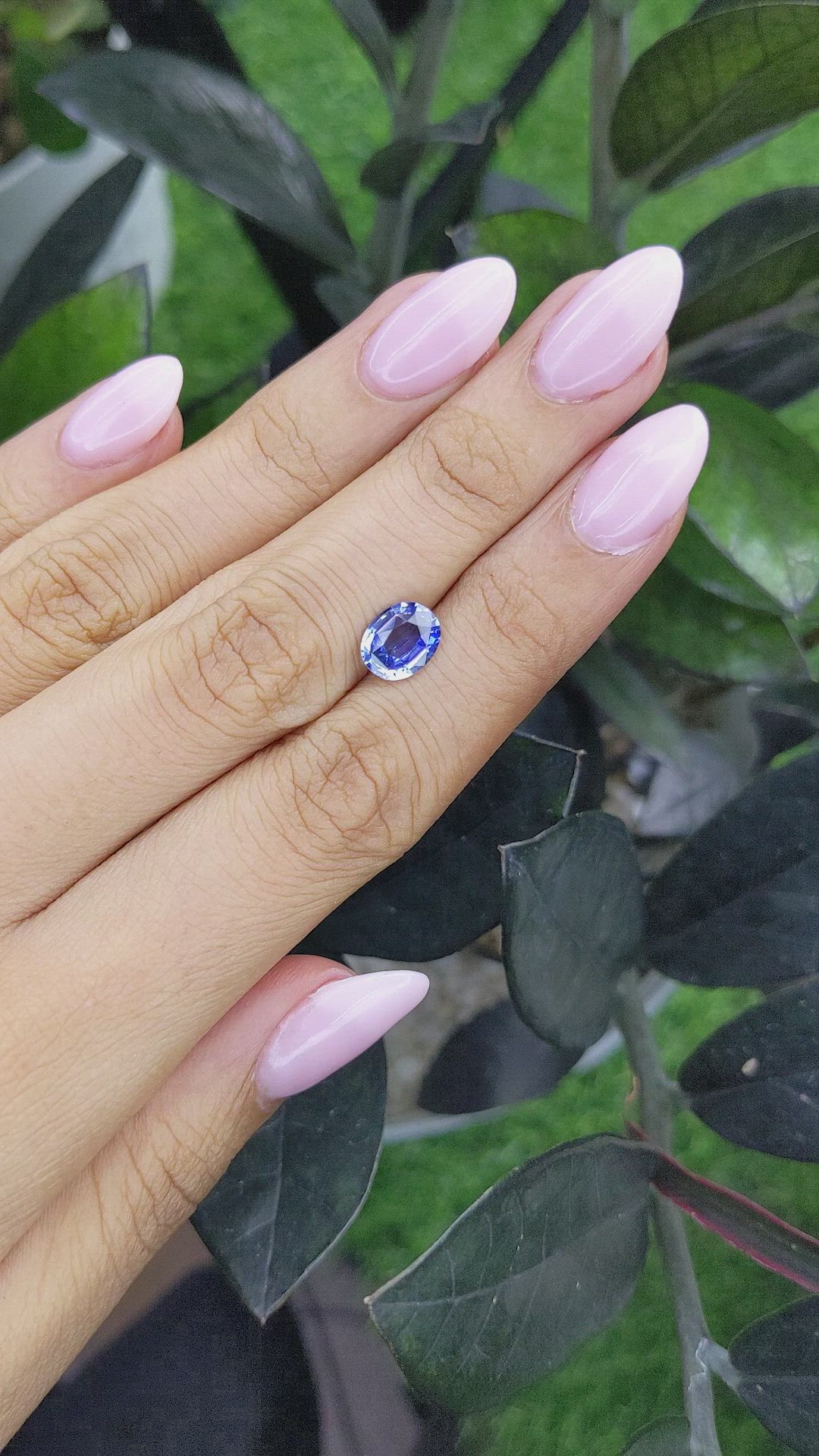 1.84 Ct. Bi Color Sapphire from Ceylon (Sri Lanka) Size Video