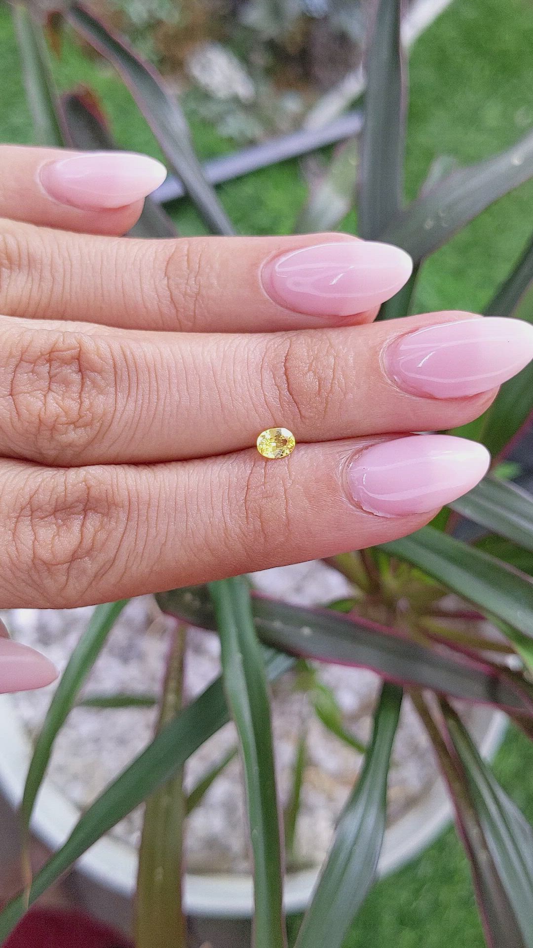 0.32 Ct. Yellow Sapphire from Ceylon (Sri Lanka) Size Video