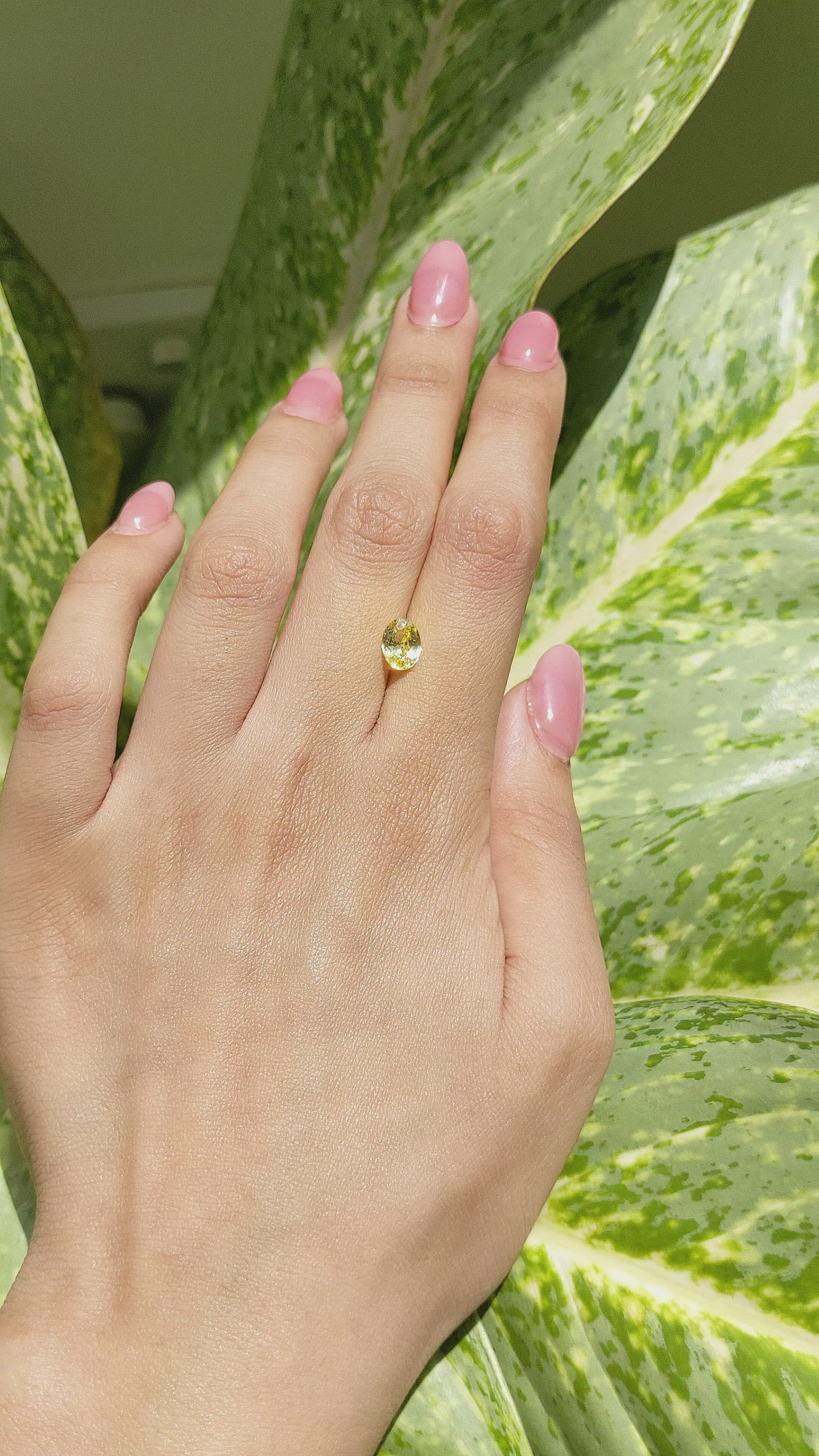 1.53 Ct. Yellow Sapphire from Ceylon (Sri Lanka) Size Video