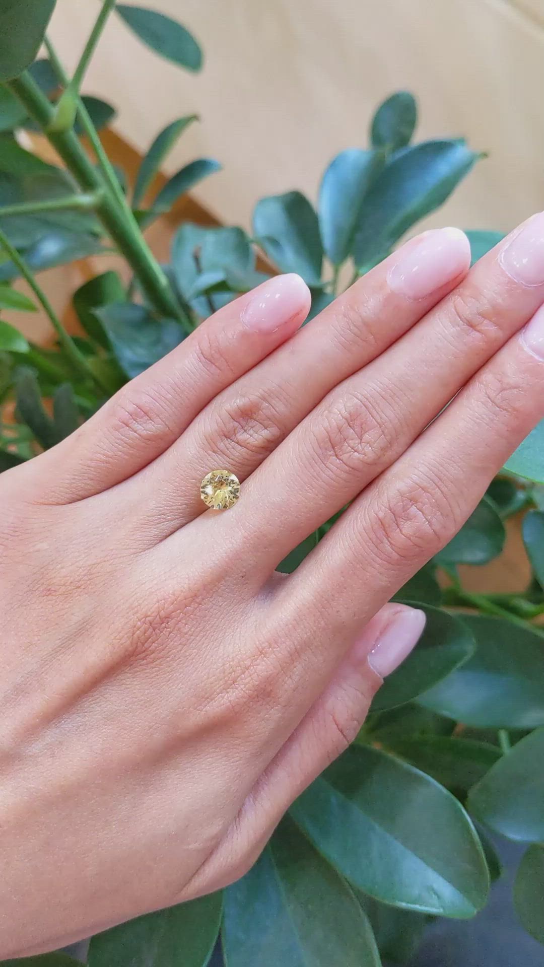 1.57 Ct. Greenish Yellow Sapphire from Ceylon (Sri Lanka) Size Video