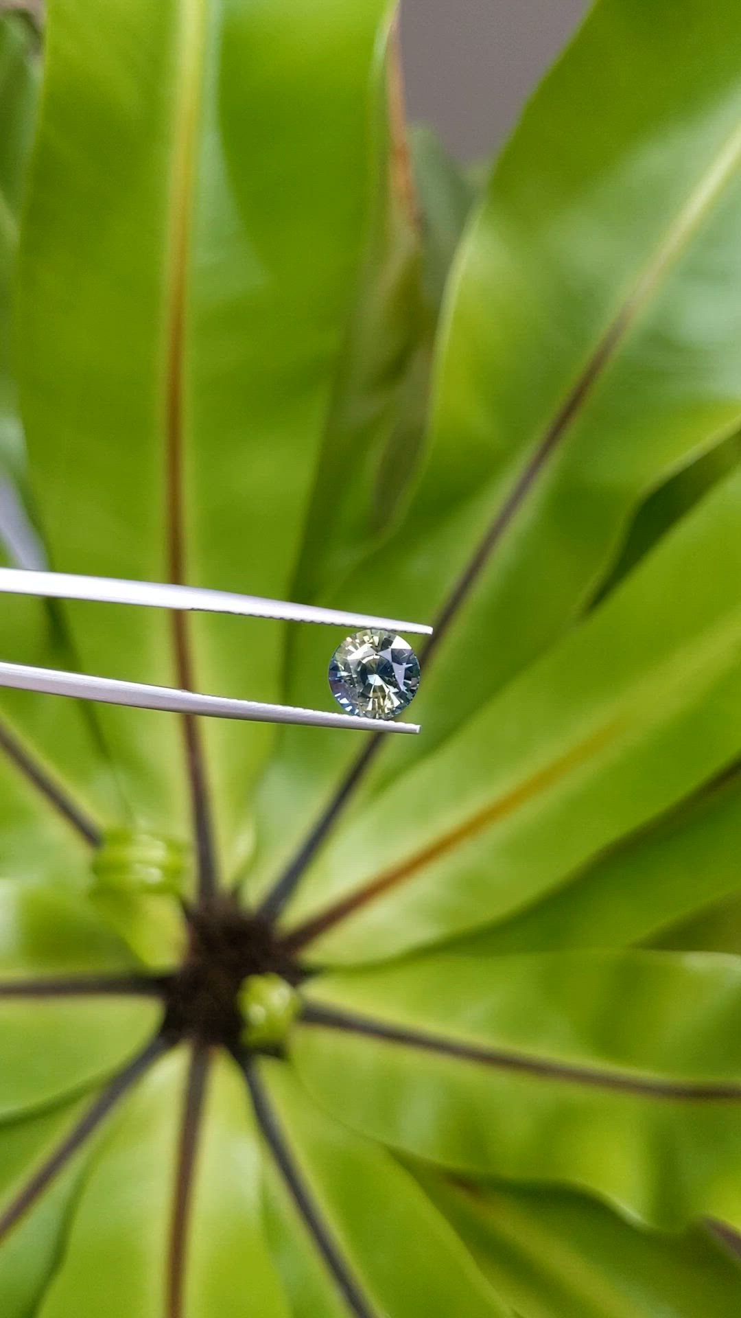 2.70 Ct. Bi Color Sapphire from Ceylon (Sri Lanka) Size Video