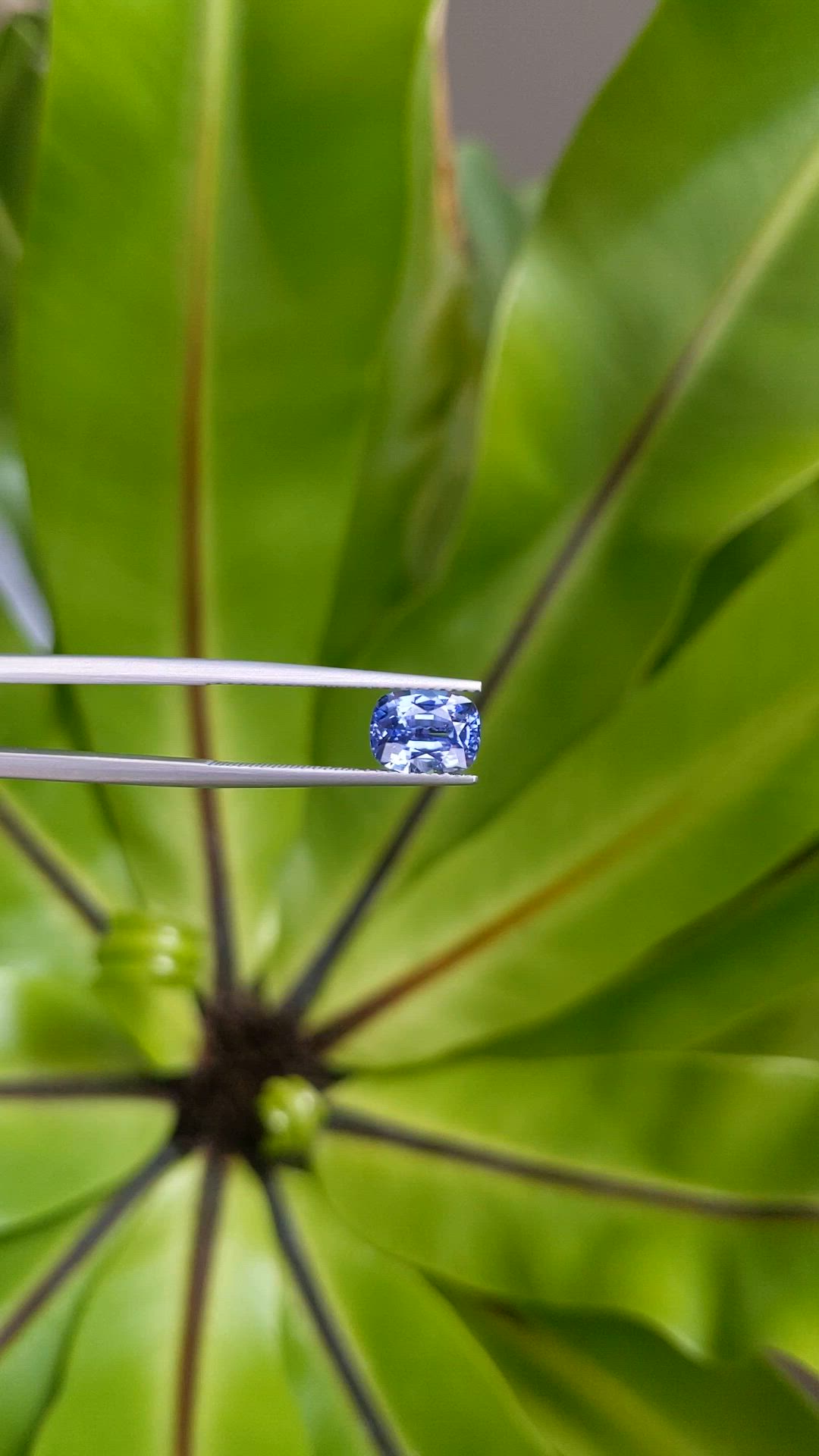 2.55 Ct. Blue Sapphire from Ceylon (Sri Lanka) Size Video