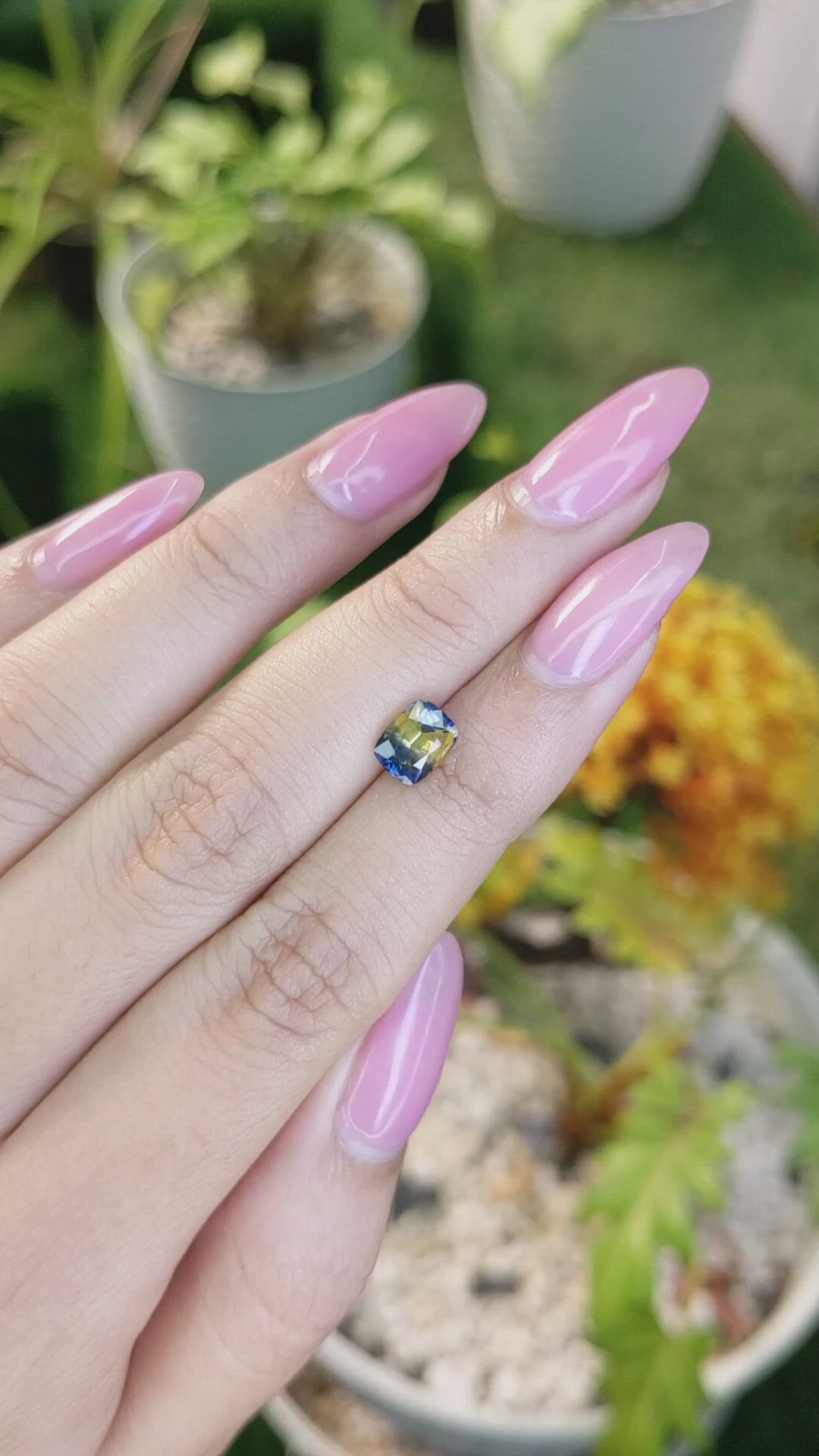 1.56 Ct. Bi Color / Parti Sapphire from Ceylon (Sri Lanka) Size Video