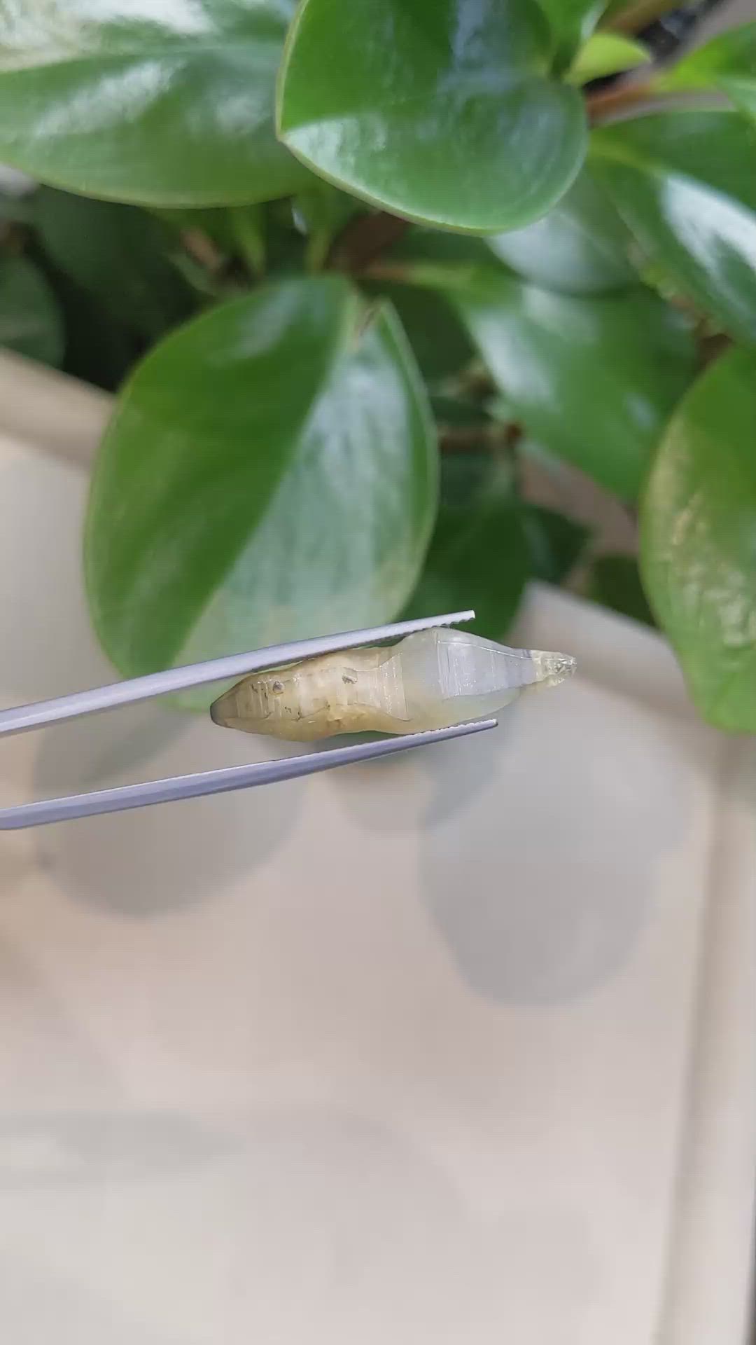 16.10 Ct. Yellow Sapphire Crystal from Ceylon (Sri Lanka) Size Video