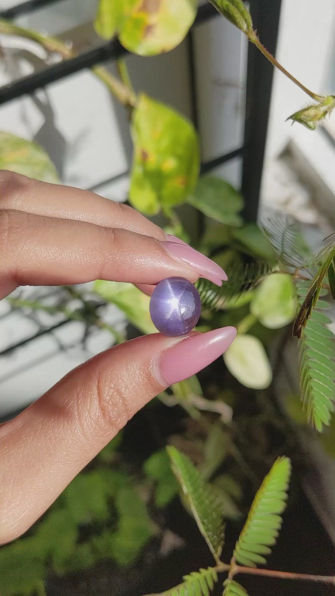 14.54 Ct. Purple Star Sapphire from Ceylon (Sri Lanka) Size Video