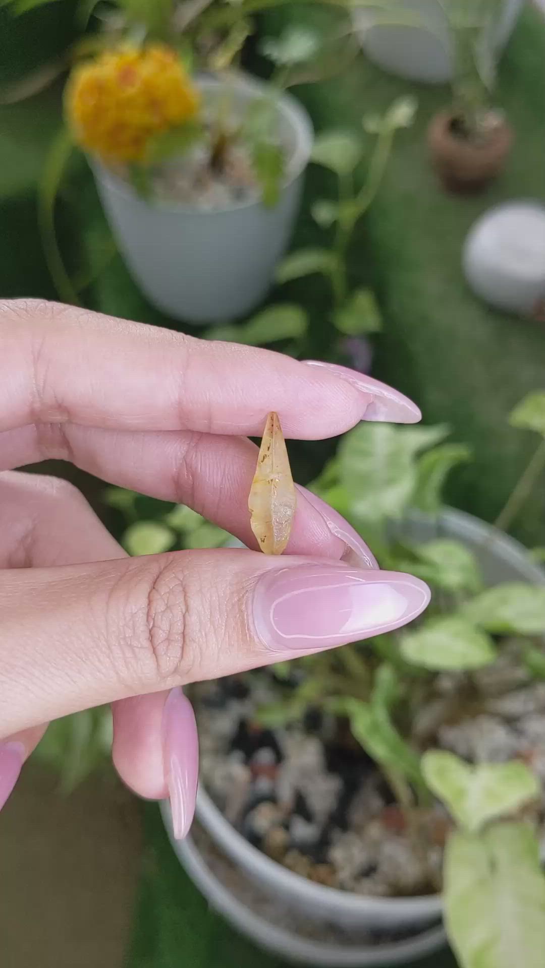 6.06 Ct. Yellow Sapphire Crystal from Ceylon (Sri Lanka) Size Video