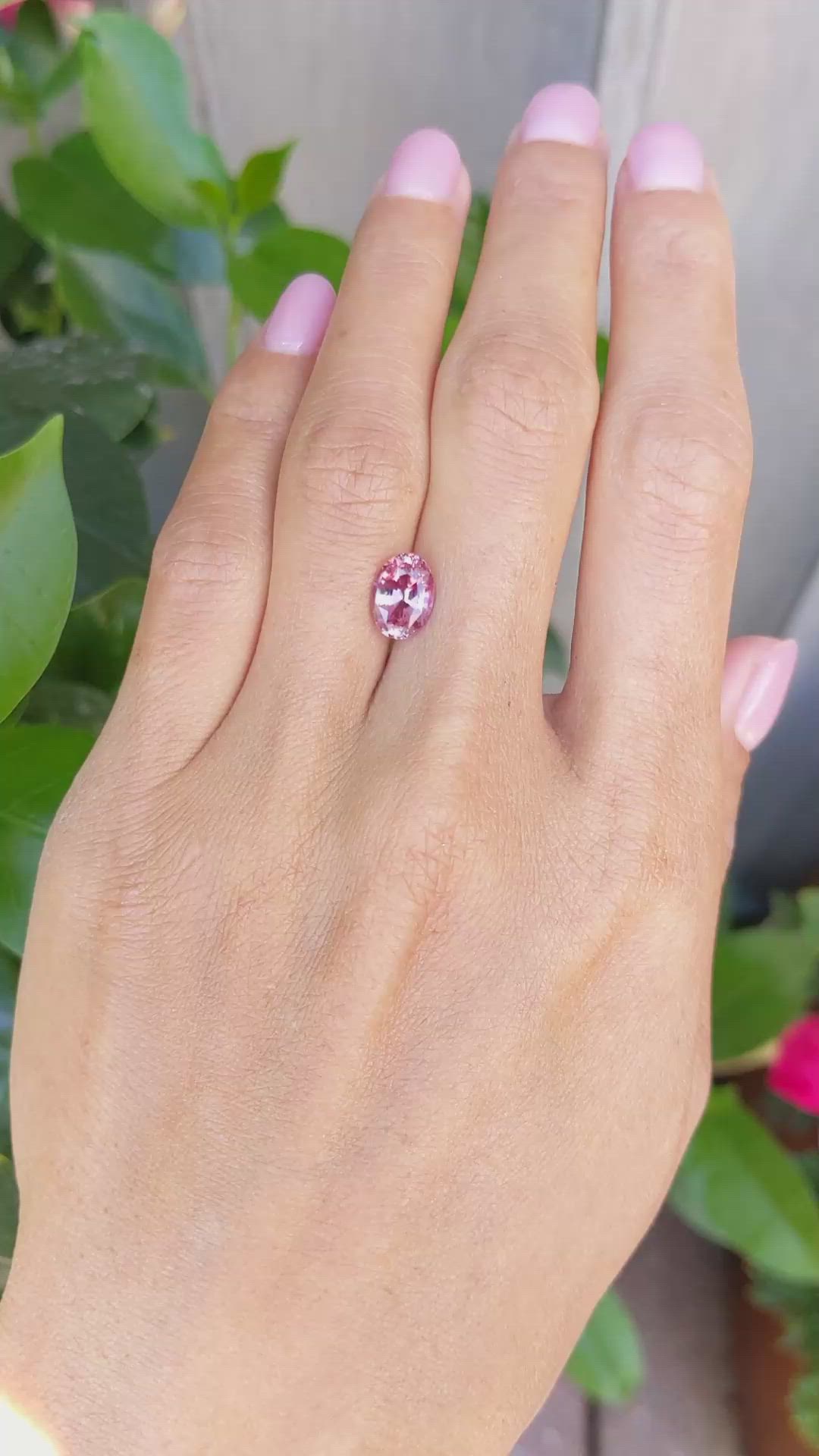 2.20 Ct. Pink Sapphire from Ceylon (Sri Lanka) Size Video