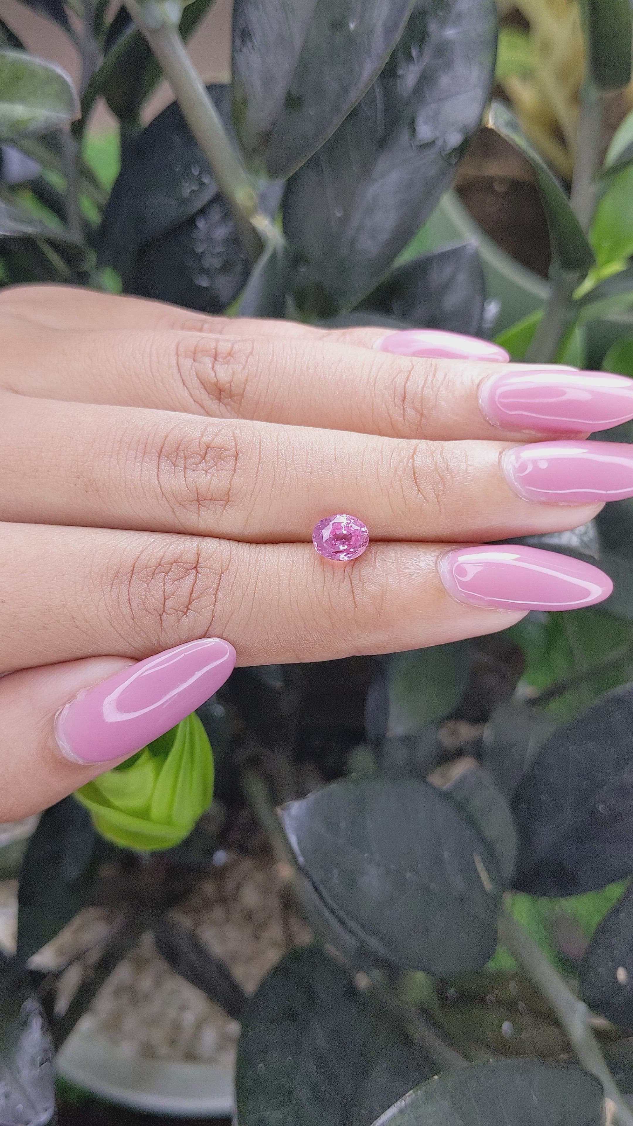 1.53 Ct. Pink Sapphire from Madagascar Size Video