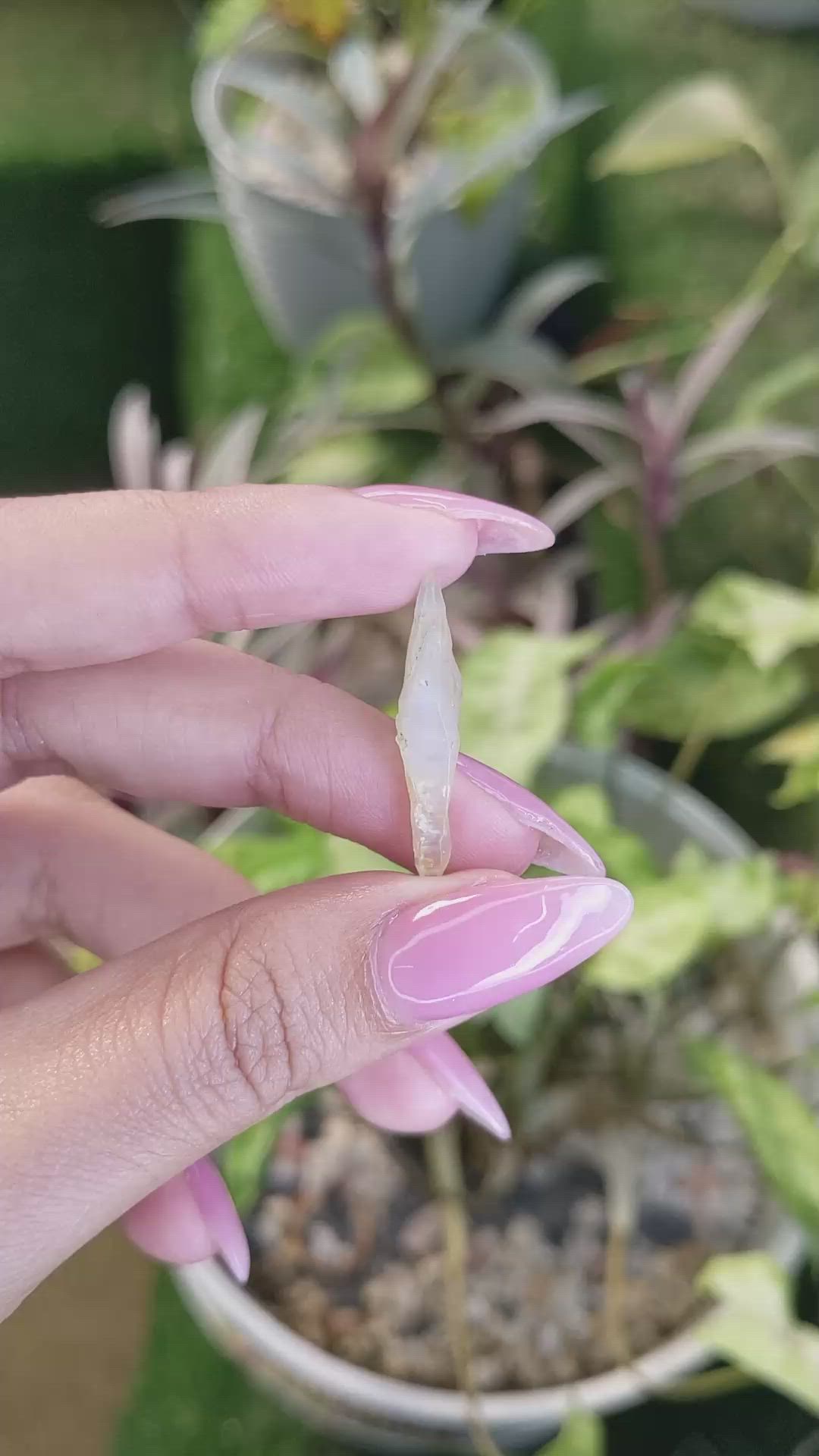 5.56 Ct. Yellow Sapphire Crystal from Ceylon (Sri Lanka) Size Video