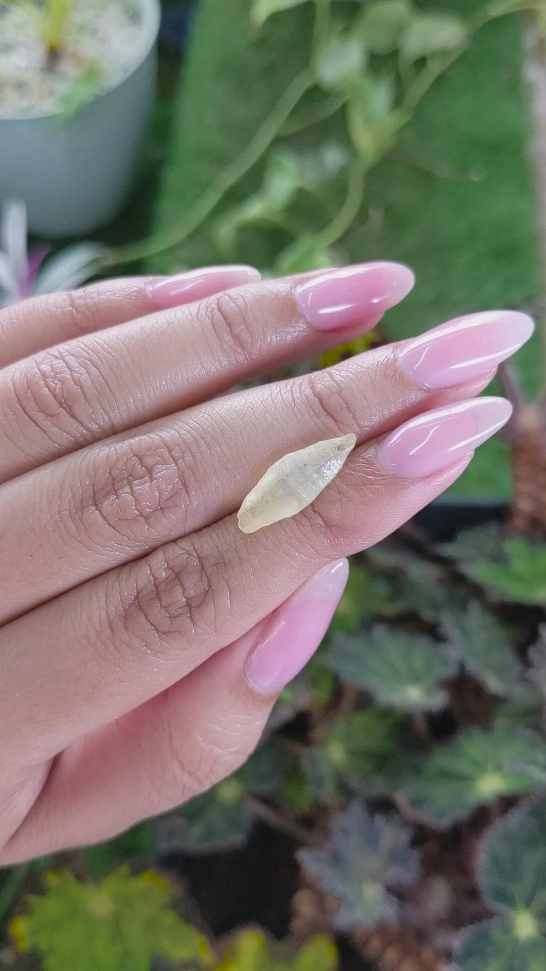 5.88 Ct. Yellow Rough Sapphire from Ceylon (Sri Lanka) Size Video