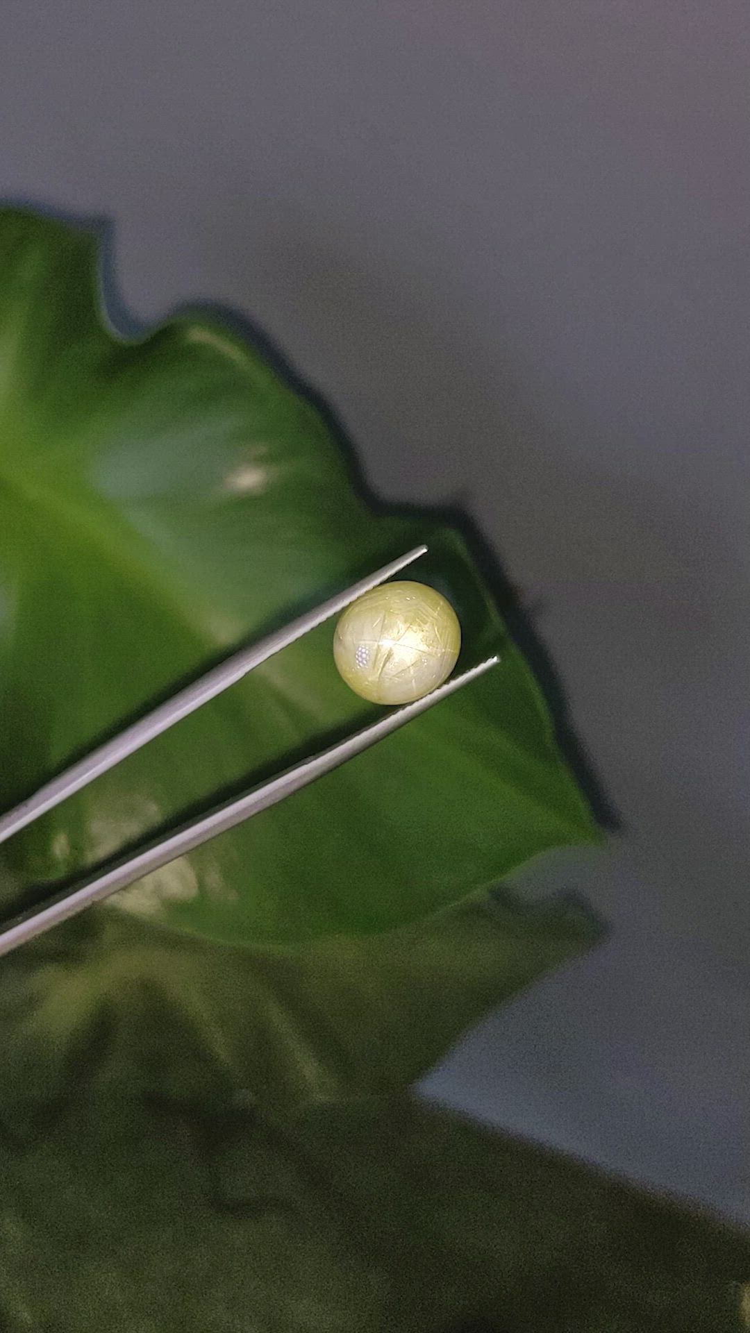 11.54 Ct. Bi Color Star Sapphire from Burma (Myanmar) Size Video