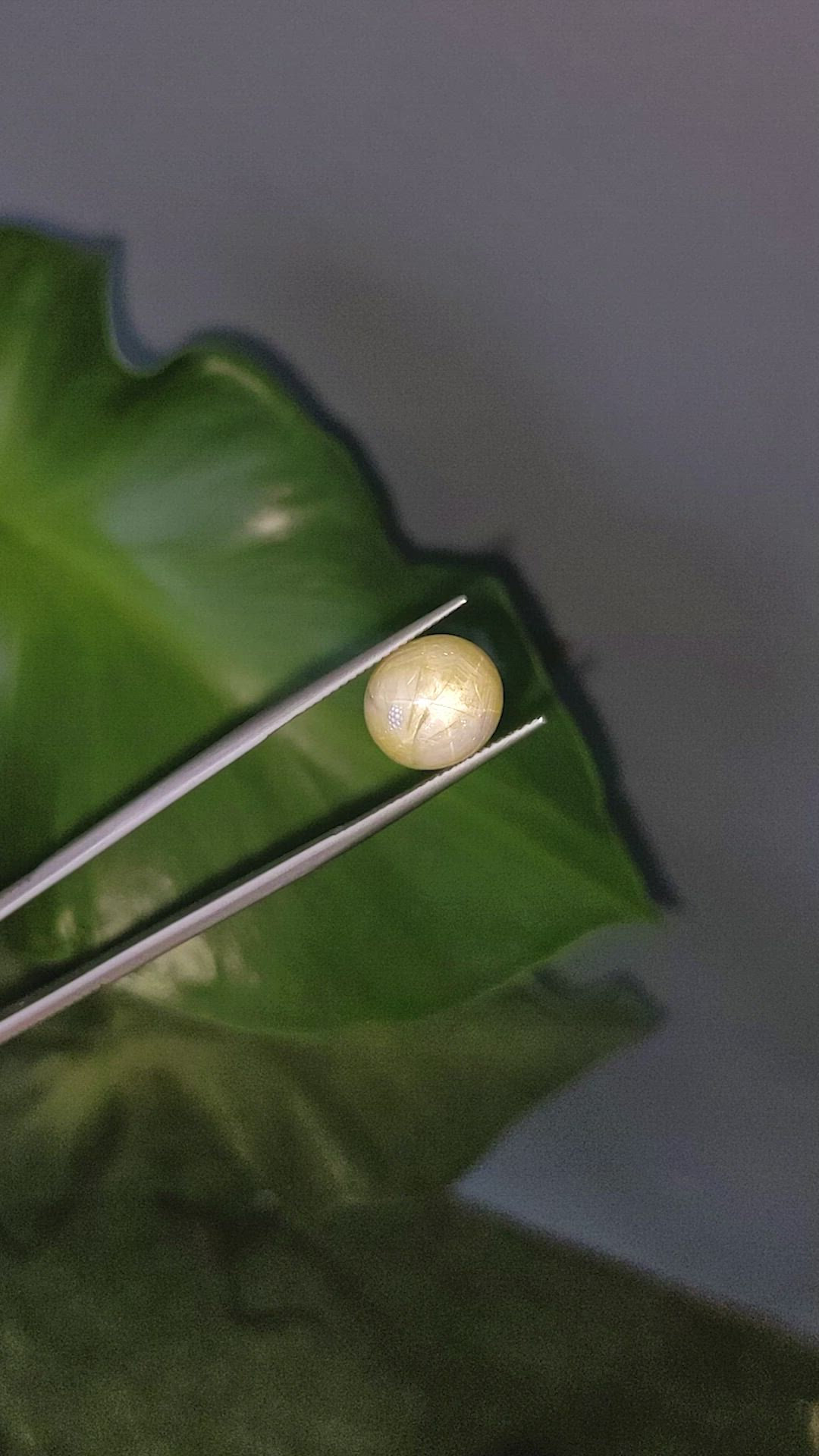 11.54 Ct. Bi Color Star Sapphire from Burma (Myanmar) Size Video