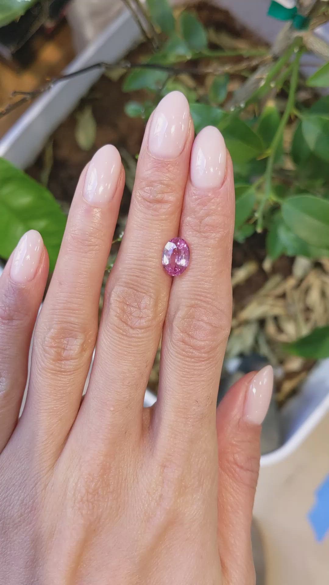2.16 Ct. Pink Sapphire from Ceylon (Sri Lanka) Size Video