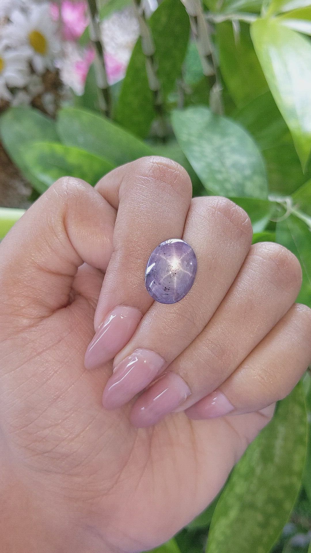 15.88 Ct. Purple Star Sapphire from Ceylon (Sri Lanka) Size Video