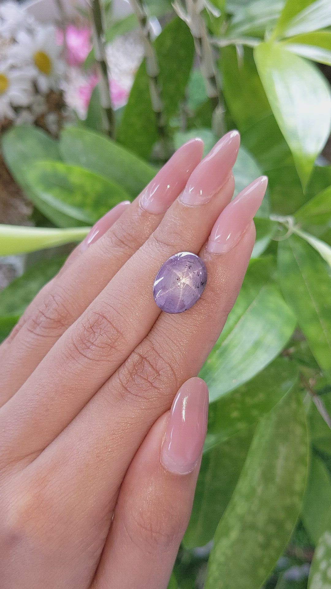 15.88 Ct. Purple Star Sapphire from Ceylon (Sri Lanka) Size Video