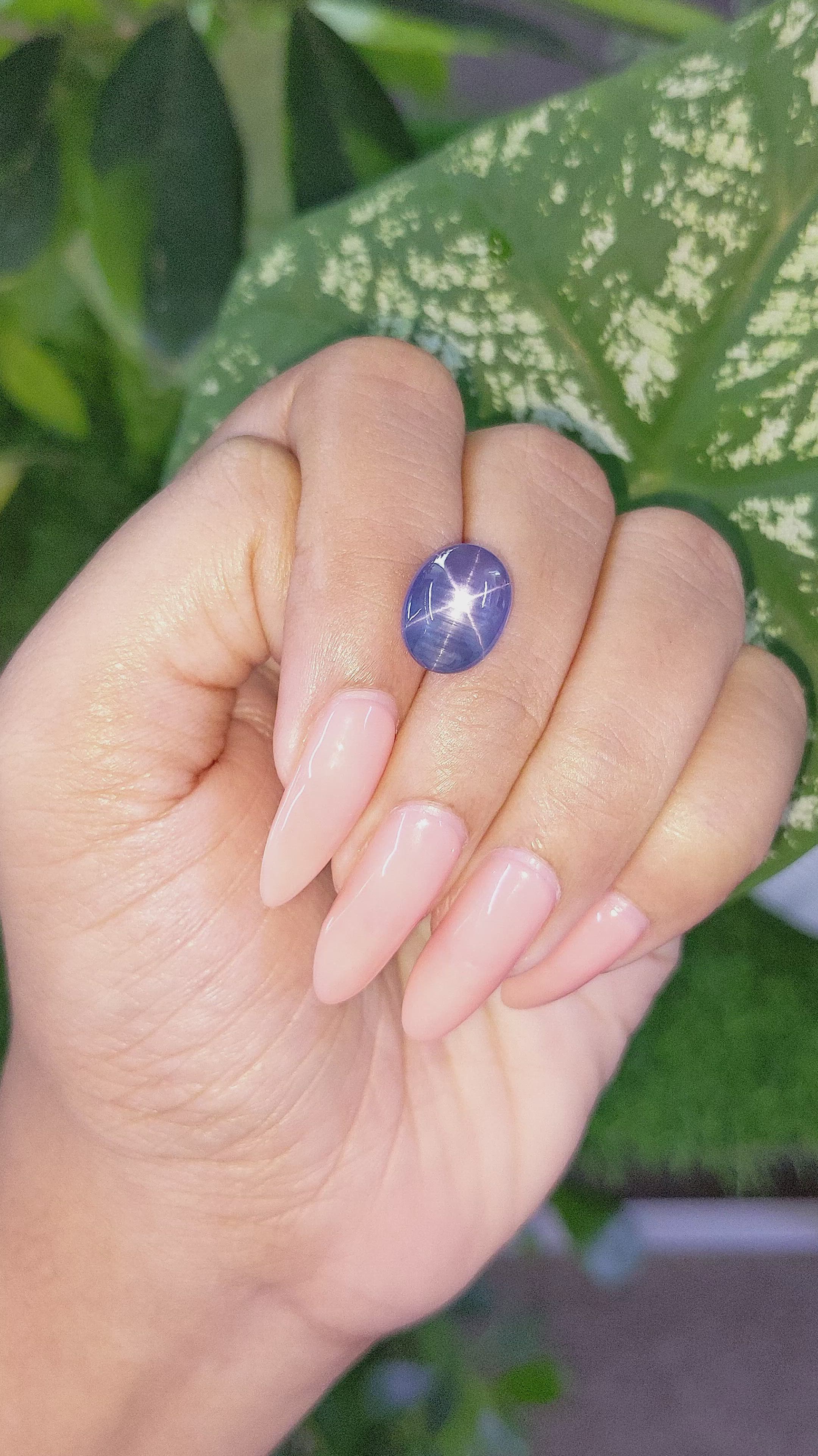 8.58 Ct. Violet Star Sapphire from Ceylon (Sri Lanka) Size Video