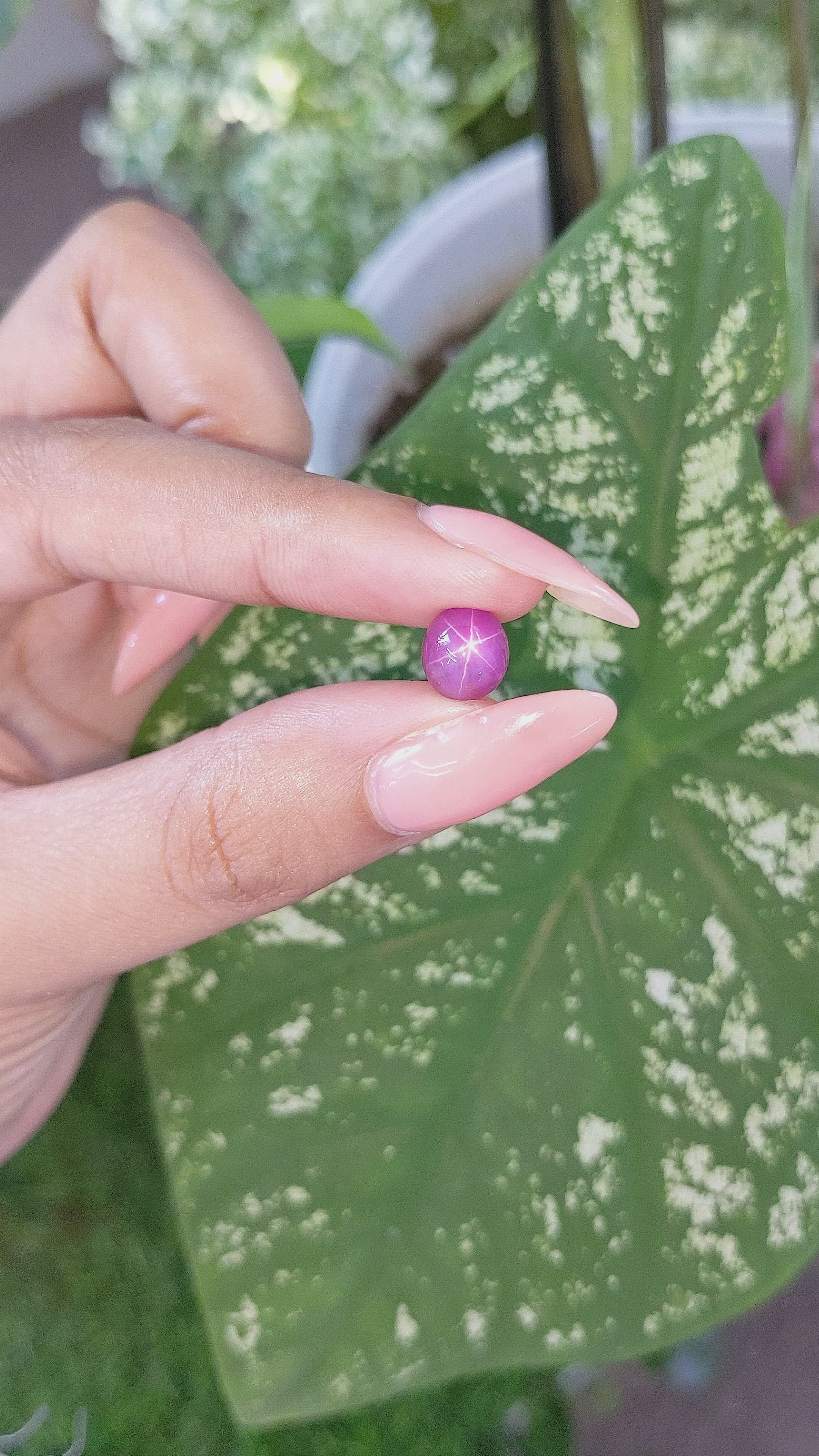 4.79 Ct. Pink Star Sapphire from Ceylon (Sri Lanka) Size Video