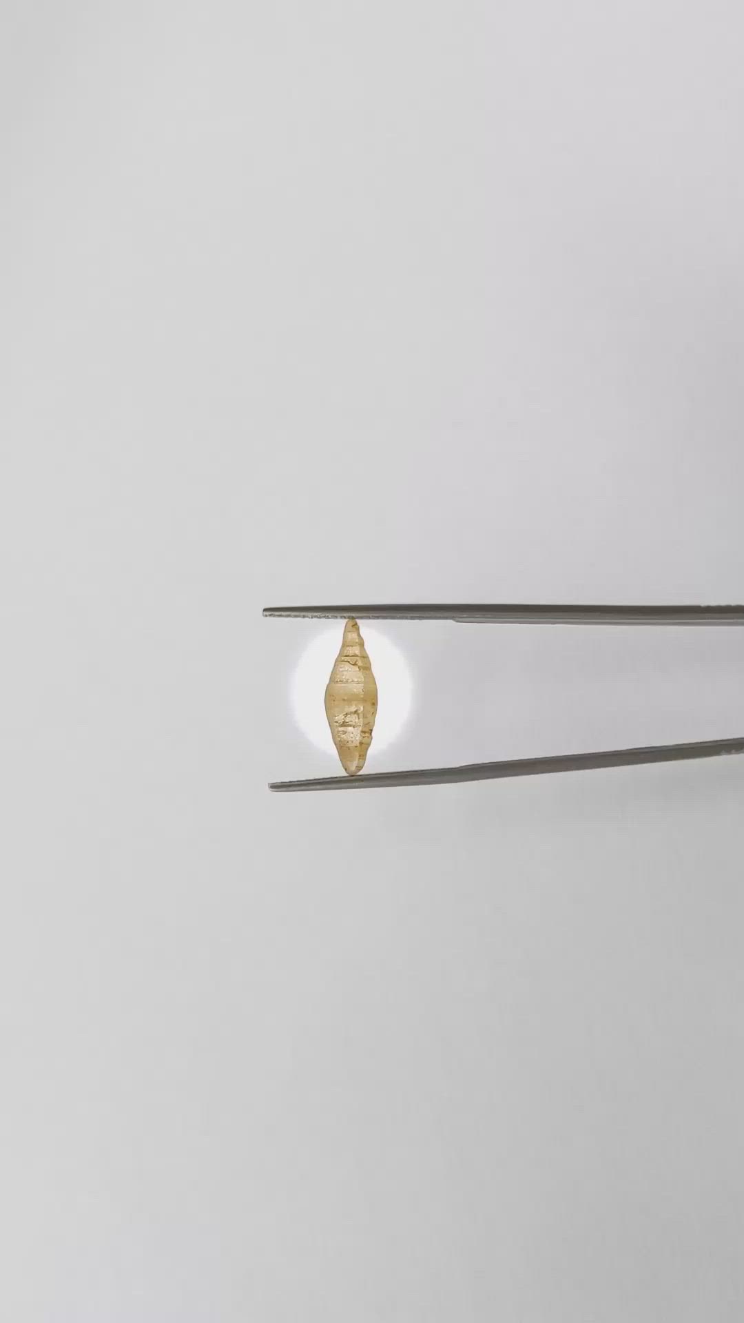 2.90 Ct. Yellow Rough Sapphire Crystal from Ceylon (Sri Lanka) Size Video