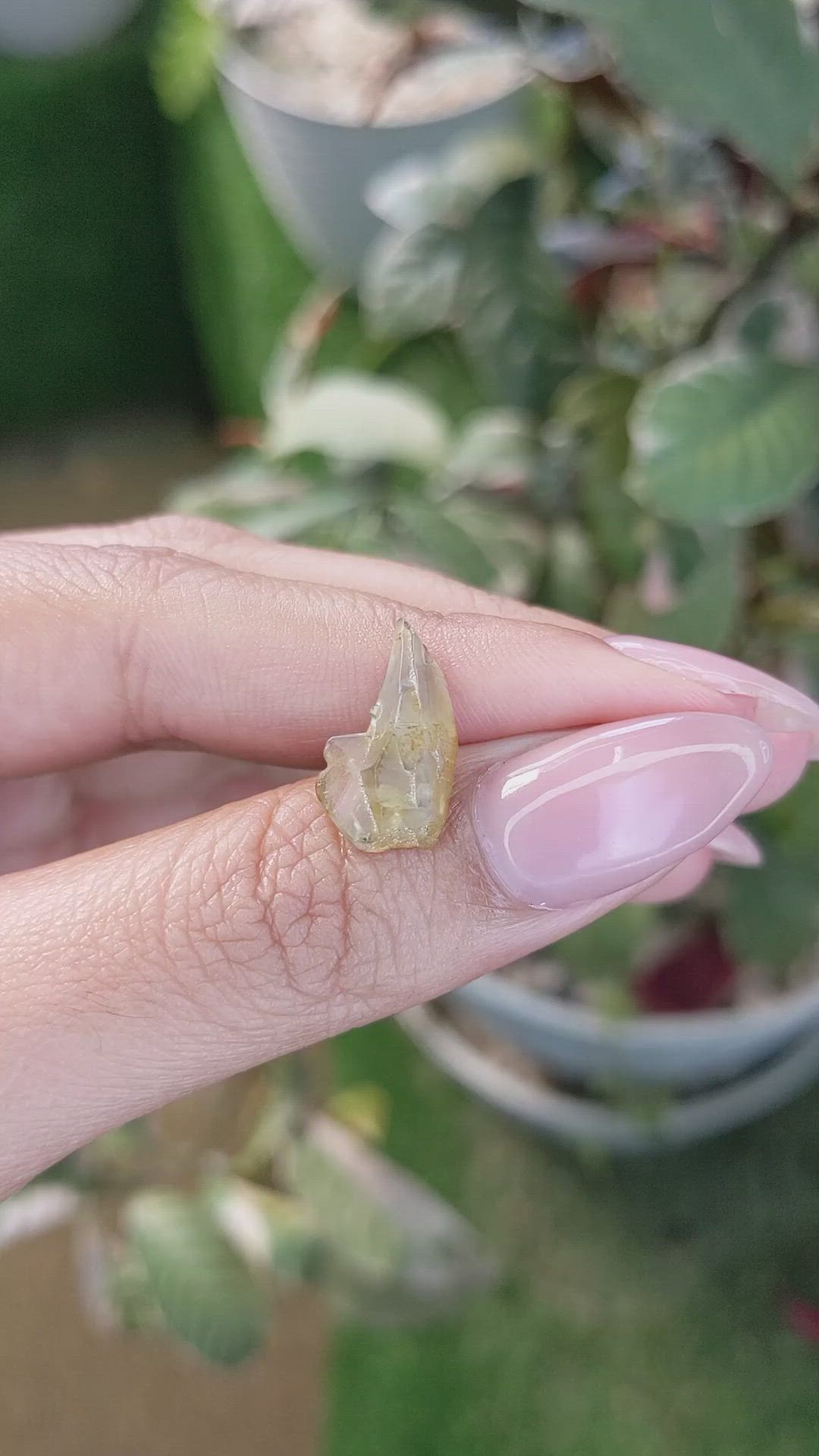 5.09 Ct. Yellowish Brown Sapphire Crystal from Ceylon (Sri Lanka) Size Video