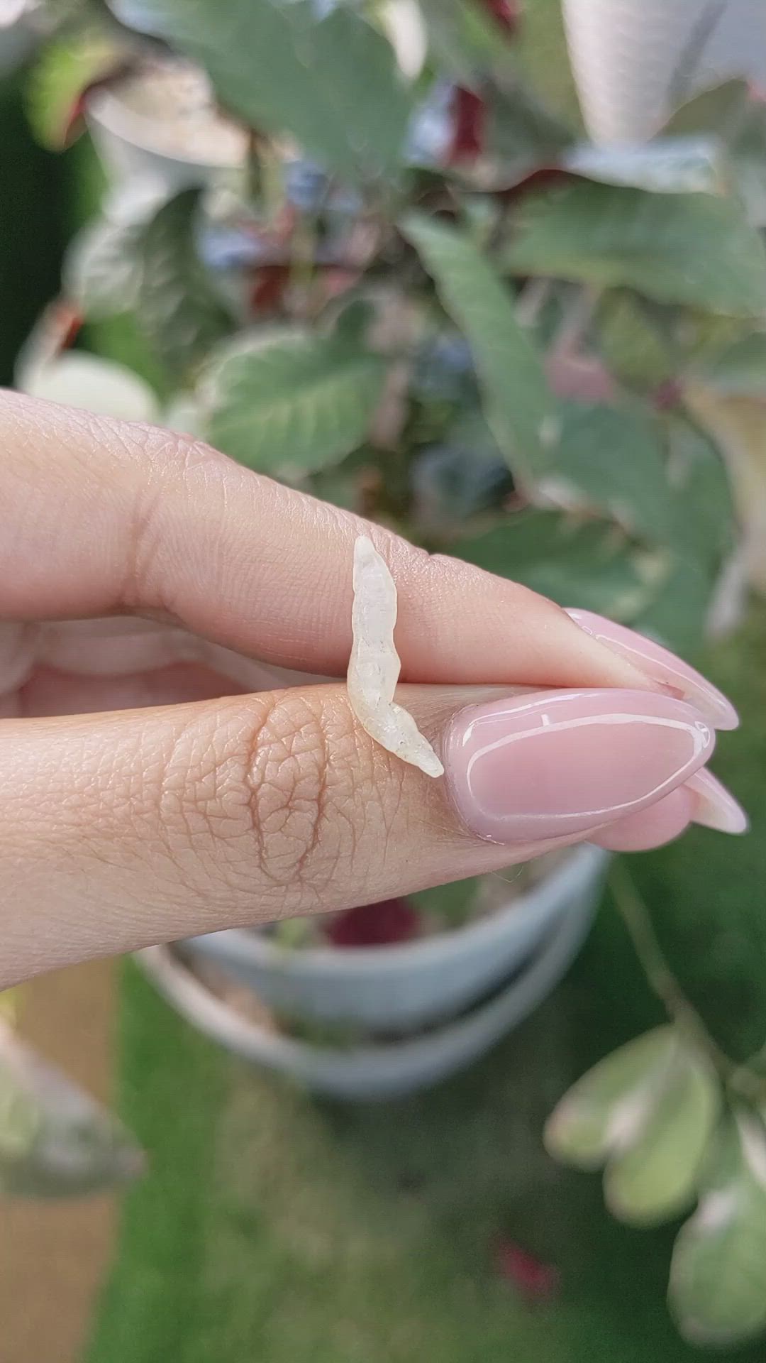 2.13 Ct. Yellow Rough Sapphire Crystal from Ceylon (Sri Lanka) Size Video