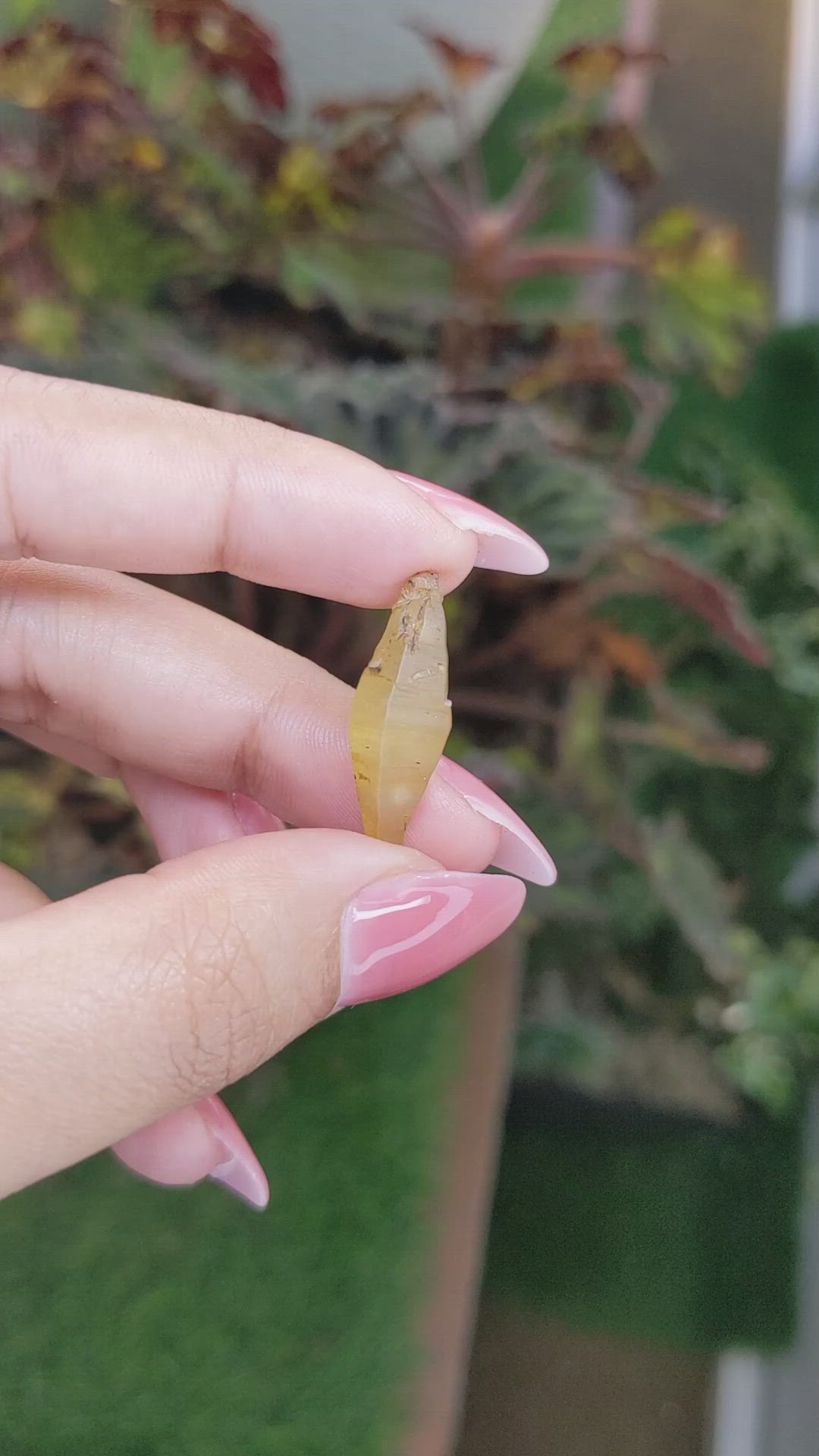 10.82 Ct. Yellowish Brown Rough Sapphire Crystal from Ceylon (Sri Lanka) Size Video