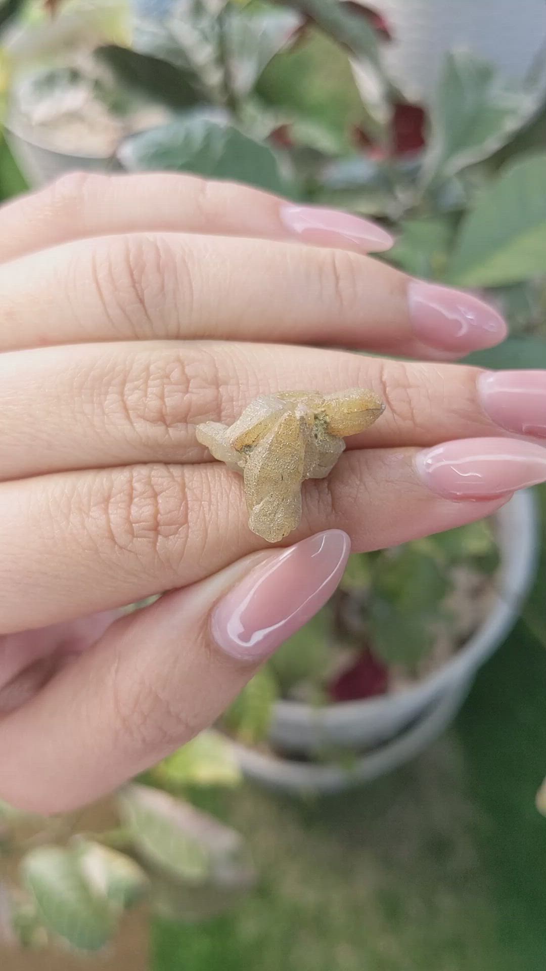 20.82 Ct. Yellowish Brown Rough Sapphire Crystal from Ceylon (Sri Lanka) Size Video