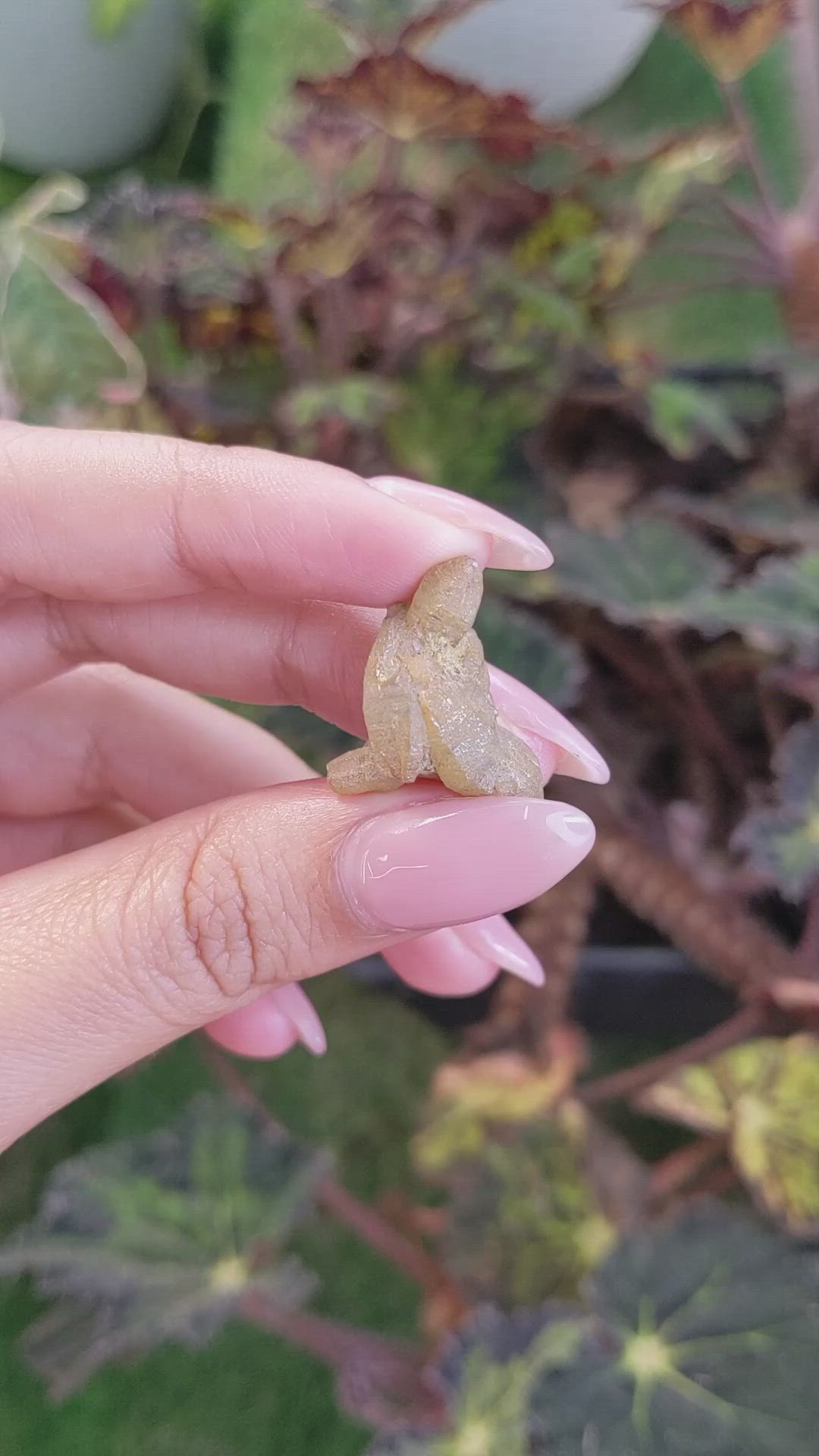 20.82 Ct. Yellowish Brown Rough Sapphire Crystal from Ceylon (Sri Lanka) Size Video