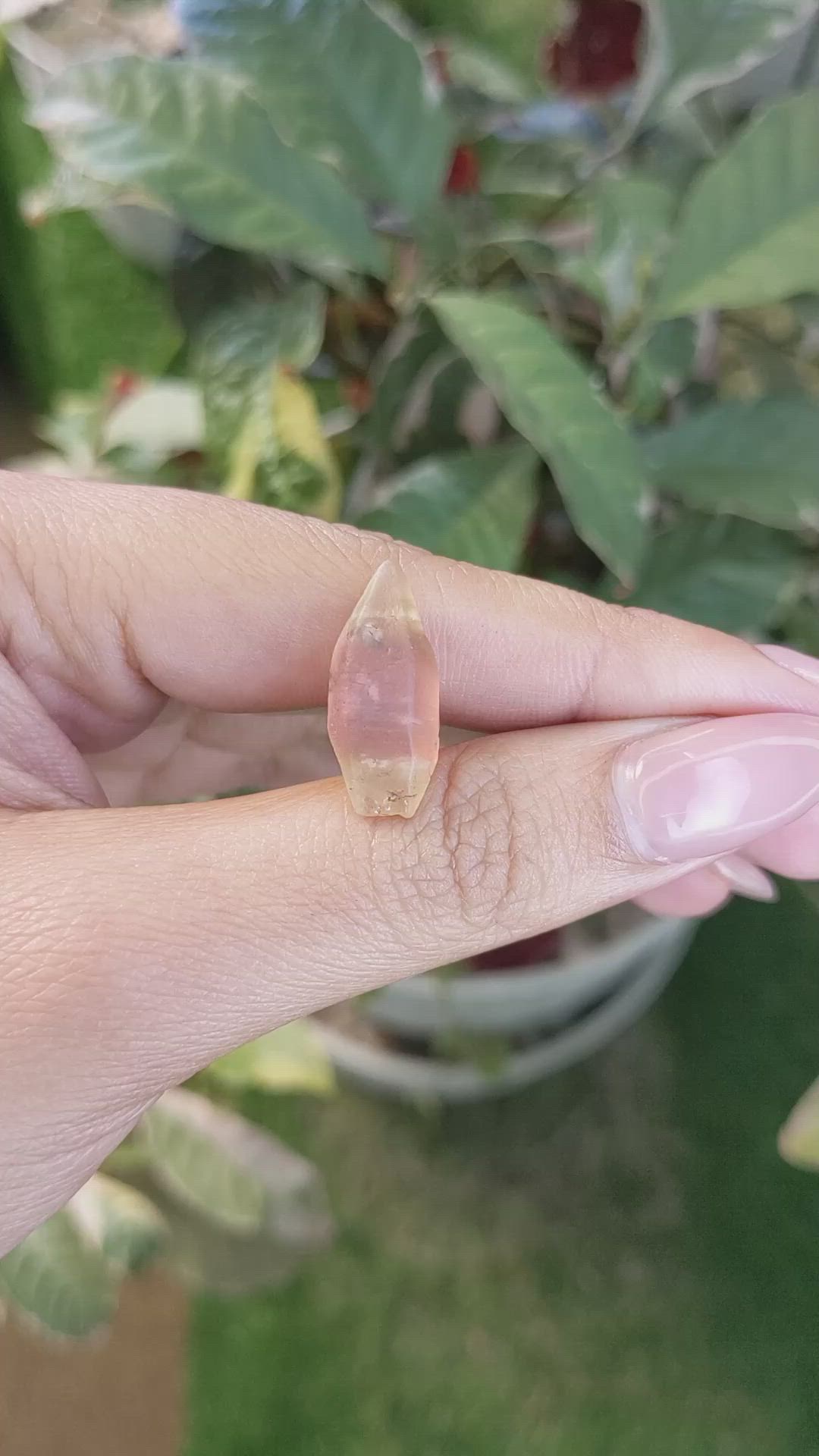 10.89 Ct. Bi Color Rough Sapphire Crystal from Ceylon (Sri Lanka) Size Video