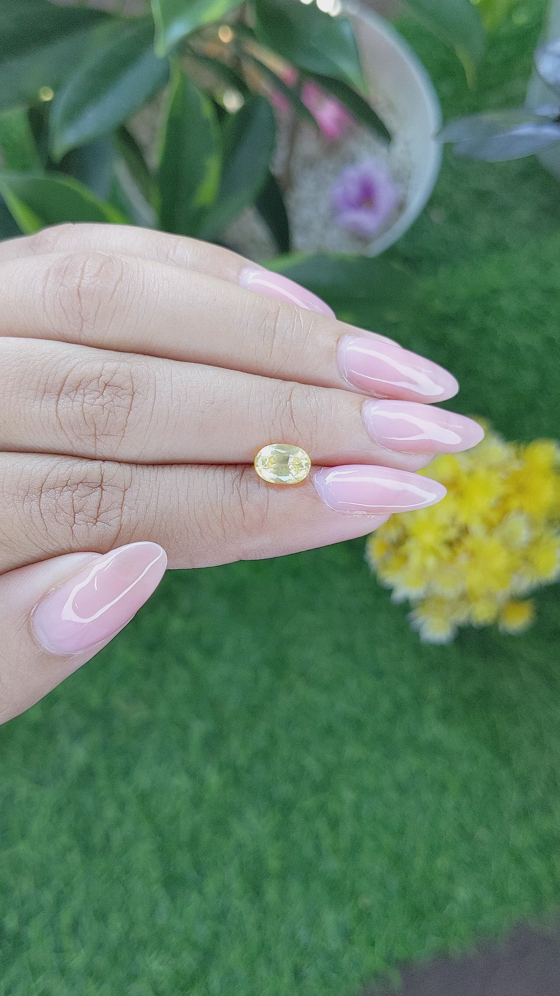 1.55 Ct. Yellow Sapphire from Ceylon (Sri Lanka) Size Video