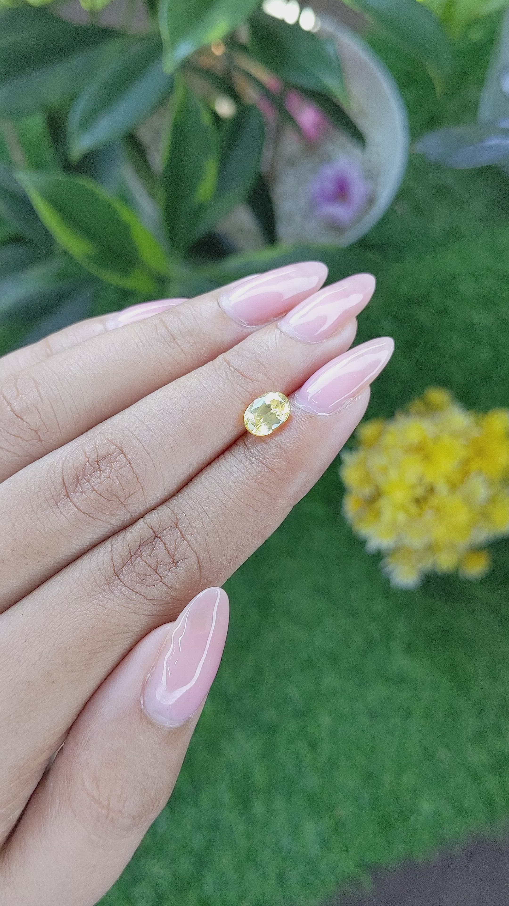 1.55 Ct. Yellow Sapphire from Ceylon (Sri Lanka) Size Video