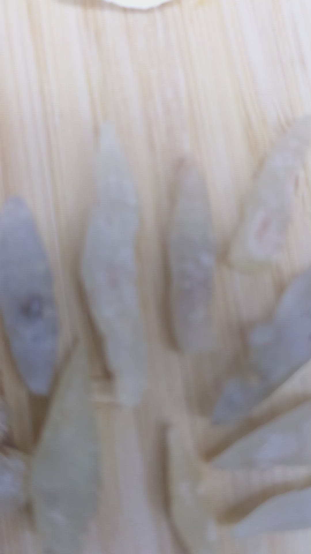 48.44 Ct. Multi Color Sapphire Crystal from Ceylon (Sri Lanka) Size Video