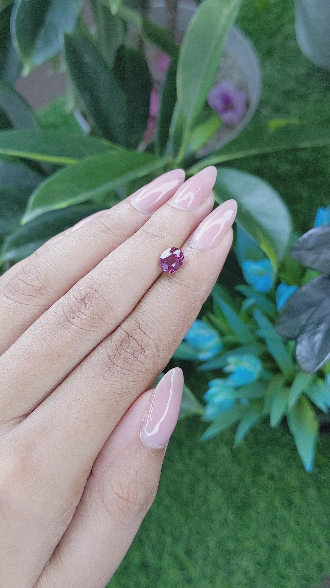 1.58 Ct. Purplish Pink Sapphire from Ceylon (Sri Lanka) Size Video