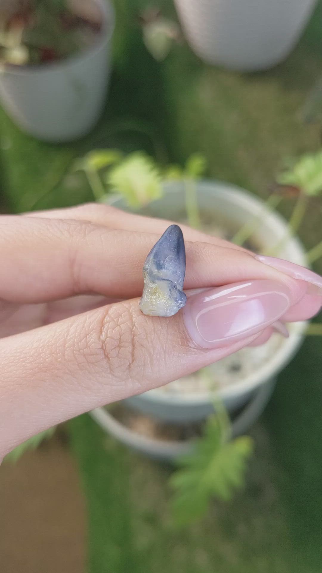 10.46 Ct. Bi Color Sapphire Crystal from Ceylon (Sri Lanka) Size Video