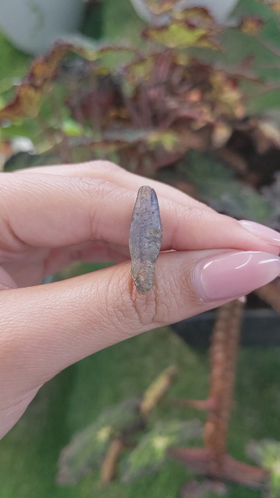 8.32 Ct. Blue Sapphire Crystal from Ceylon (Sri Lanka) Size Video