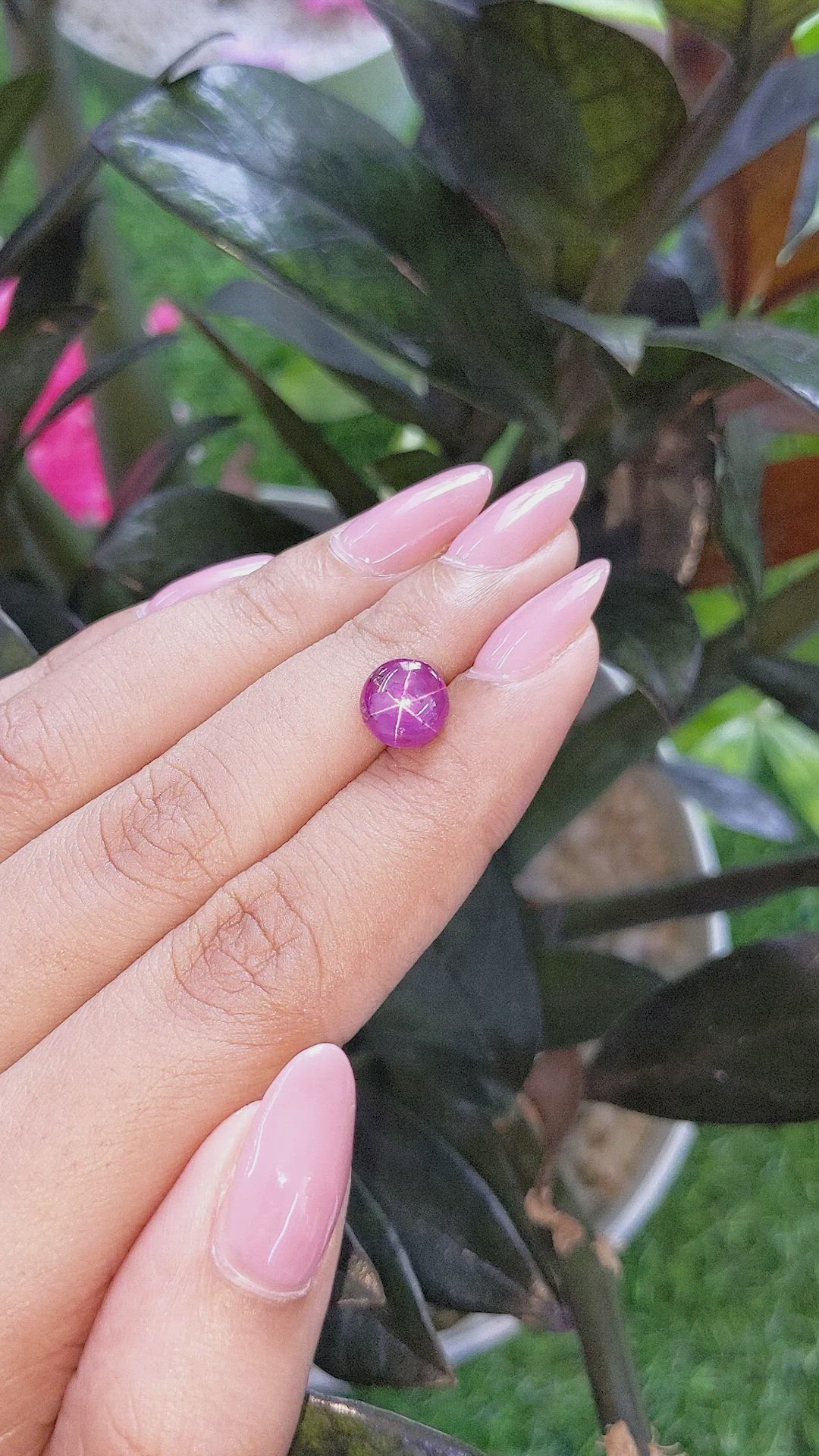 4.06 Ct. Purplish Pink Star Sapphire from Ceylon (Sri Lanka) Size Video