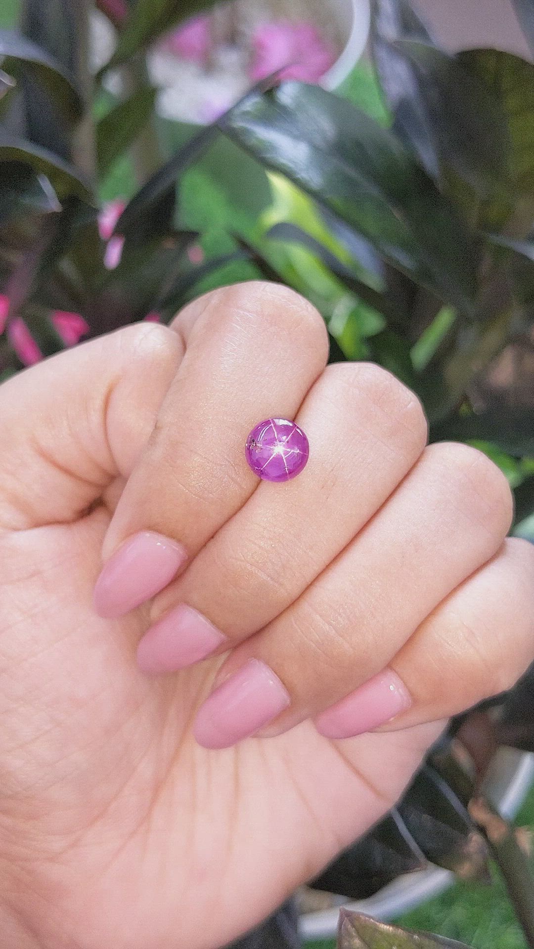 4.06 Ct. Purplish Pink Star Sapphire from Ceylon (Sri Lanka) Size Video