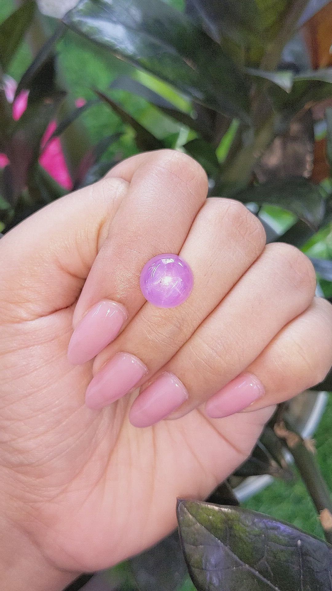 8.79 Ct. Purplish Pink Star Sapphire from Ceylon (Sri Lanka) Size Video