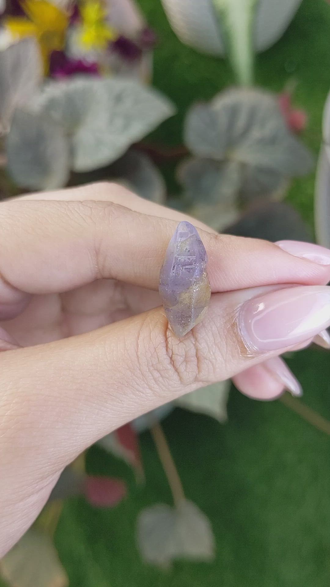 15.20 Ct. Bi Color / Parti Sapphire Crystal from Ceylon (Sri Lanka) Size Video