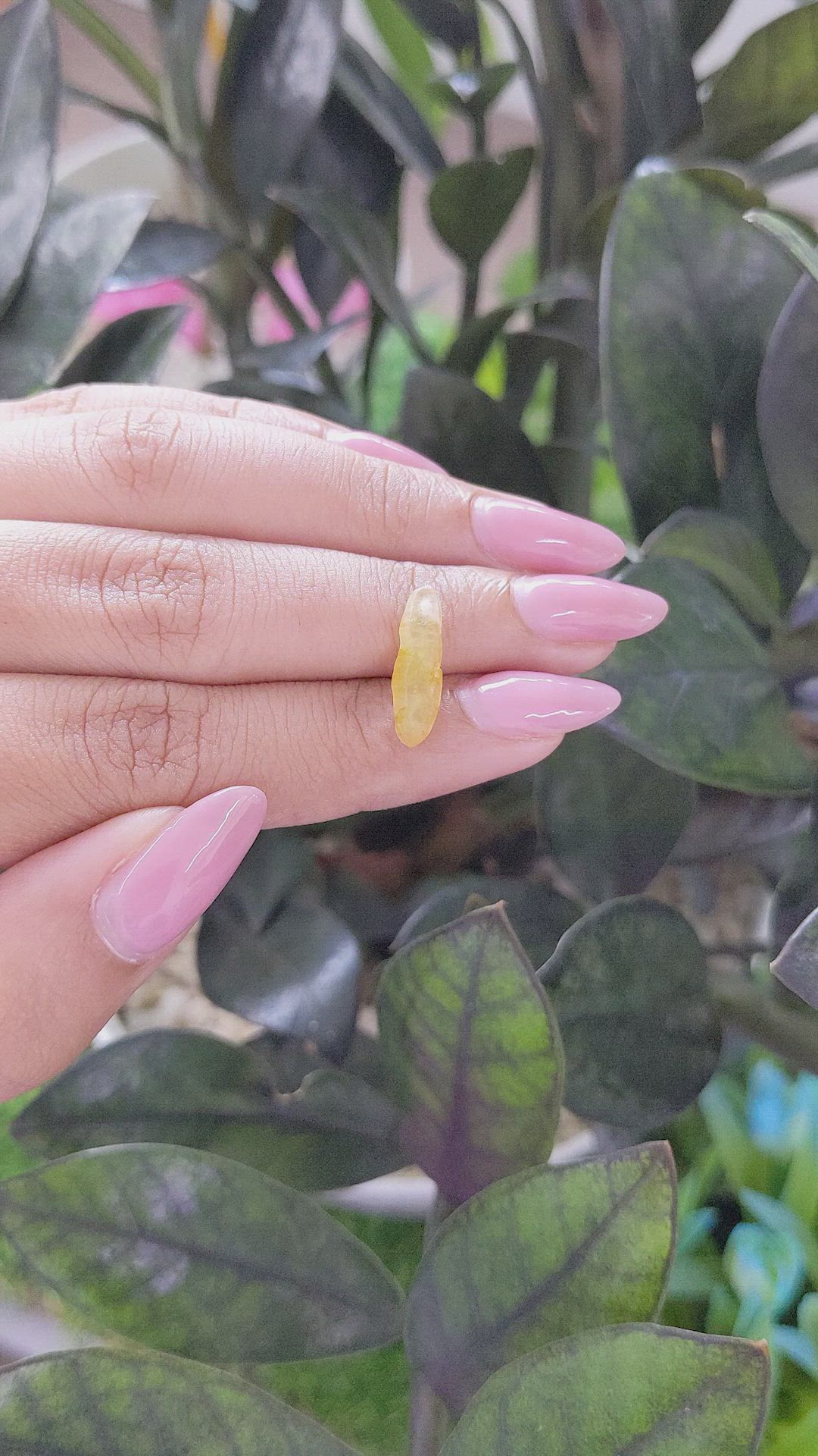 3.37 Ct. Yellow Rough Sapphire from Ceylon (Sri Lanka) Size Video