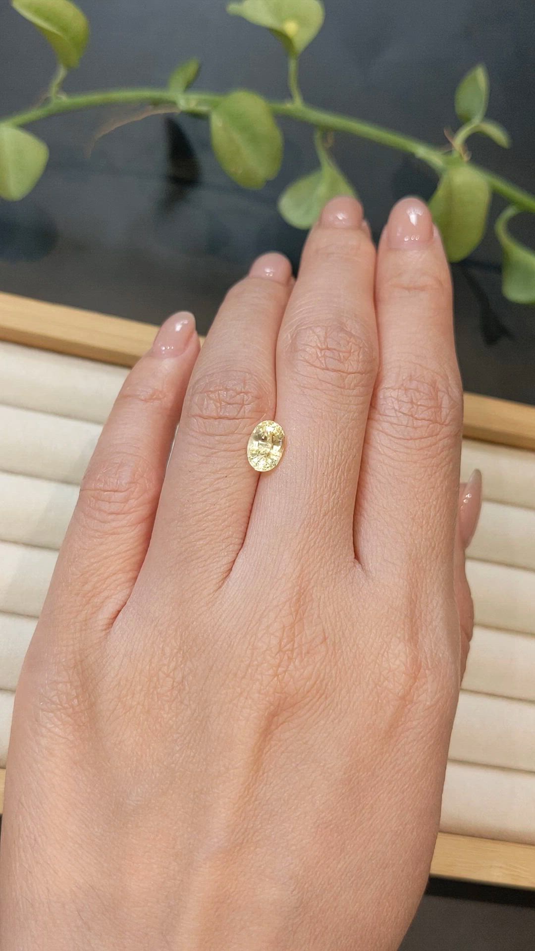 1.68 Ct. Yellow Sapphire from Ceylon (Sri Lanka) Size Video