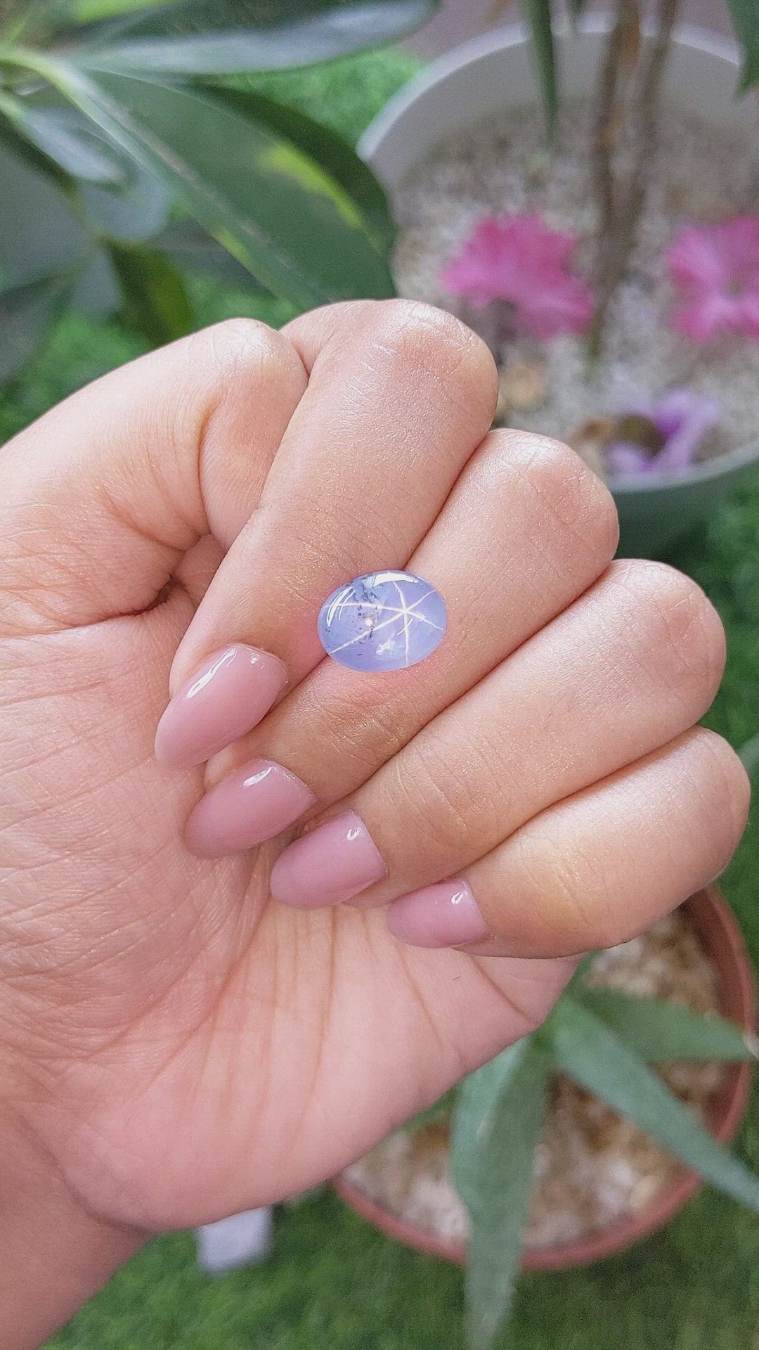 7.05 Ct. Bi Color Star Sapphire from Ceylon (Sri Lanka) Size Video