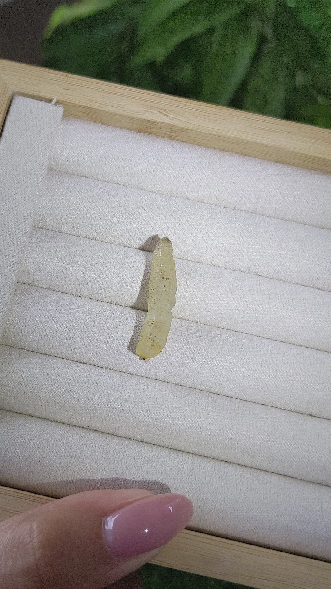 12.35 Ct. Yellow Sapphire from Ceylon (Sri Lanka) Size Video